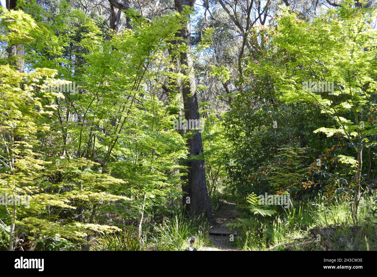 Une plantation d'érable dans le jardin Banque D'Images