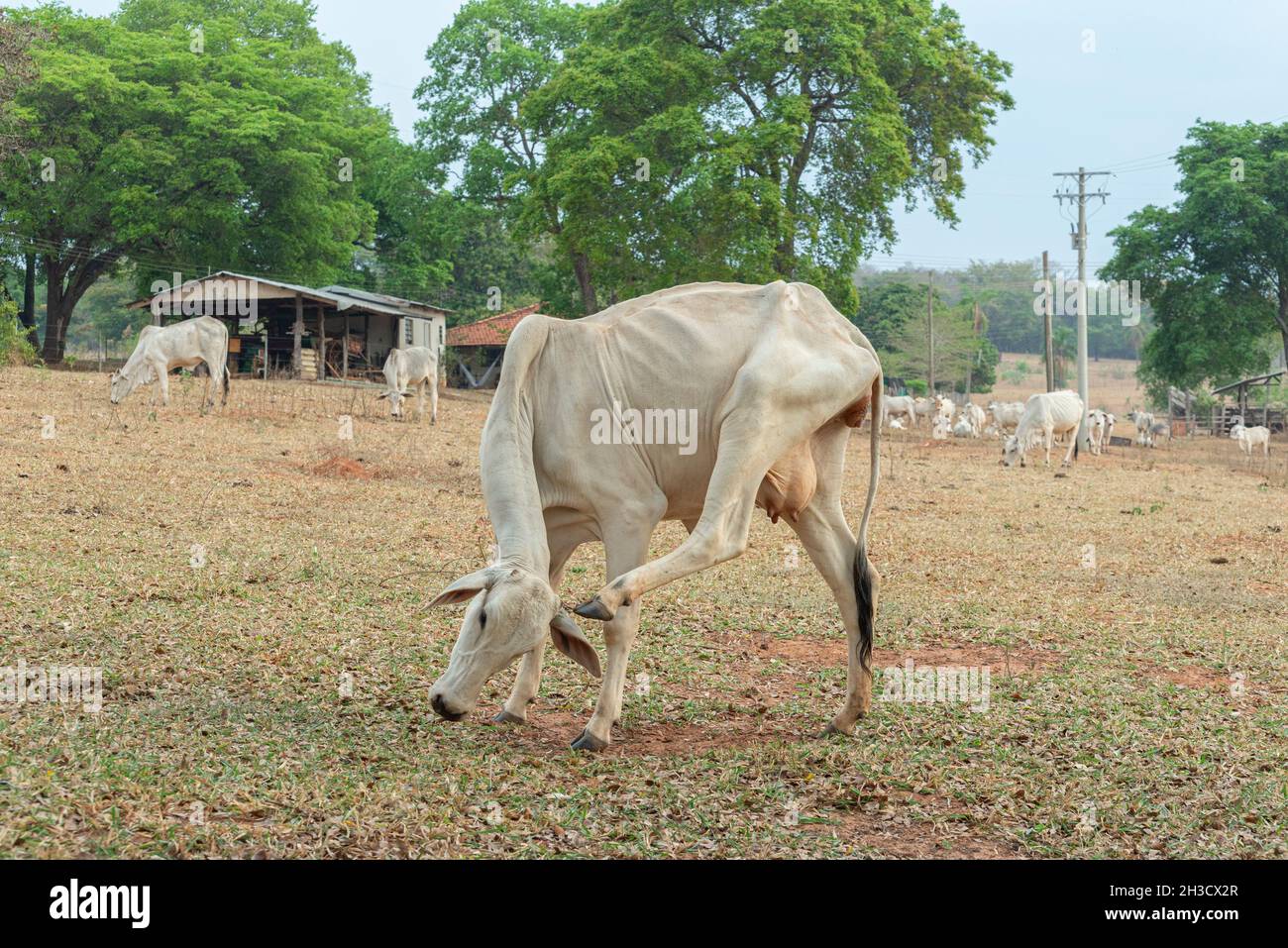 La vache Nellore se grattant la tête avec sa jambe arrière dans la campagne du Brésil.Nelore est une race largement cultivée dans le pays pour obtenir la coupe noble Banque D'Images