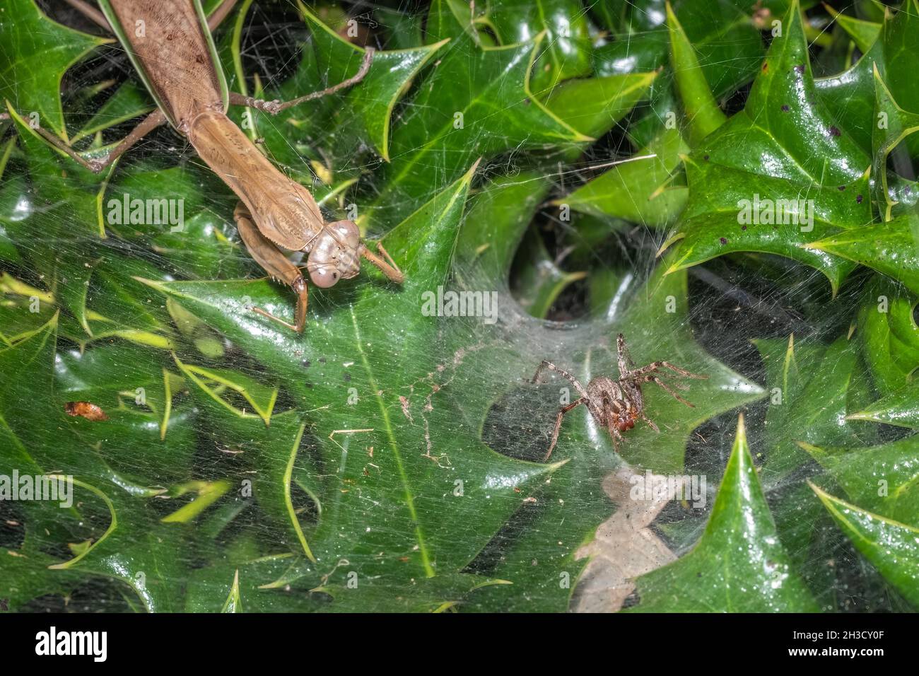 Une femelle chinoise Mantis (Tenodera sinensis) attend patiemment de bondir sur une araignée herbeuse peu douée.Raleigh, Caroline du Nord. Banque D'Images