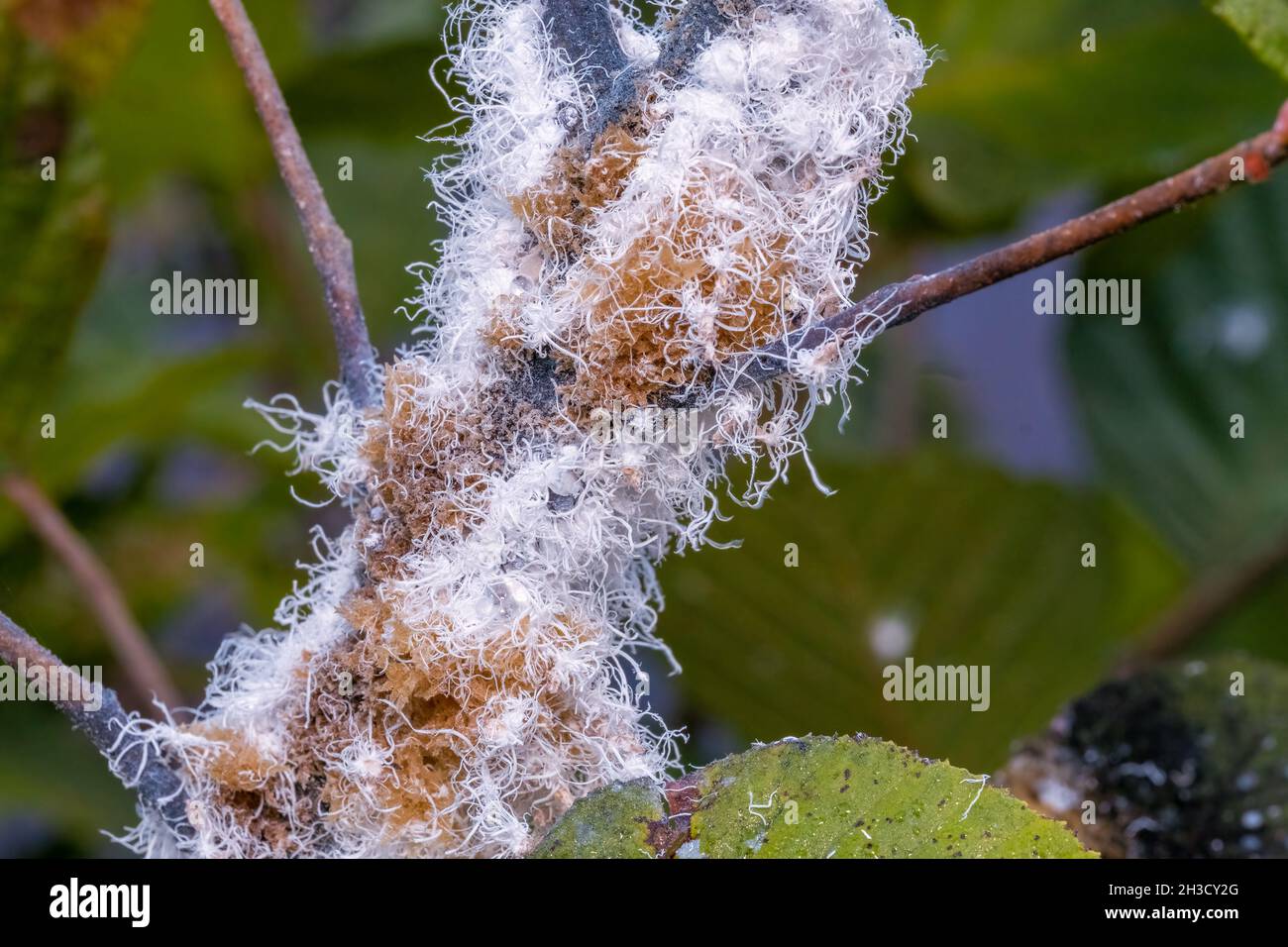 Nymphes de l'aulne laineux (Prociphilus tessellatus).Raleigh, Caroline du Nord. Banque D'Images
