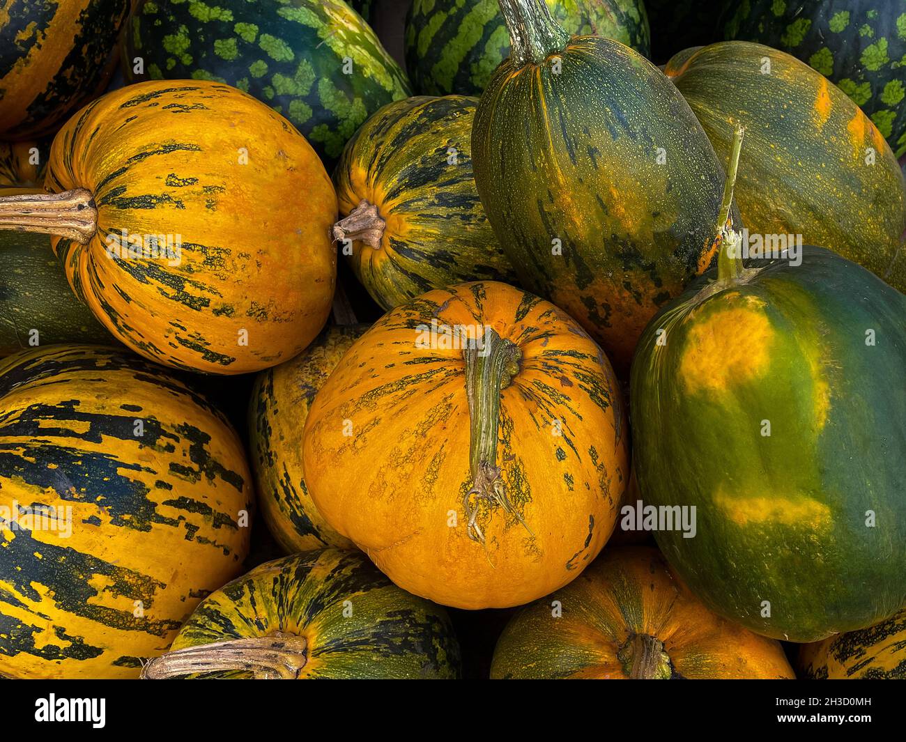 Collection de citrouilles colorées sur le marché en gros plan Banque D'Images