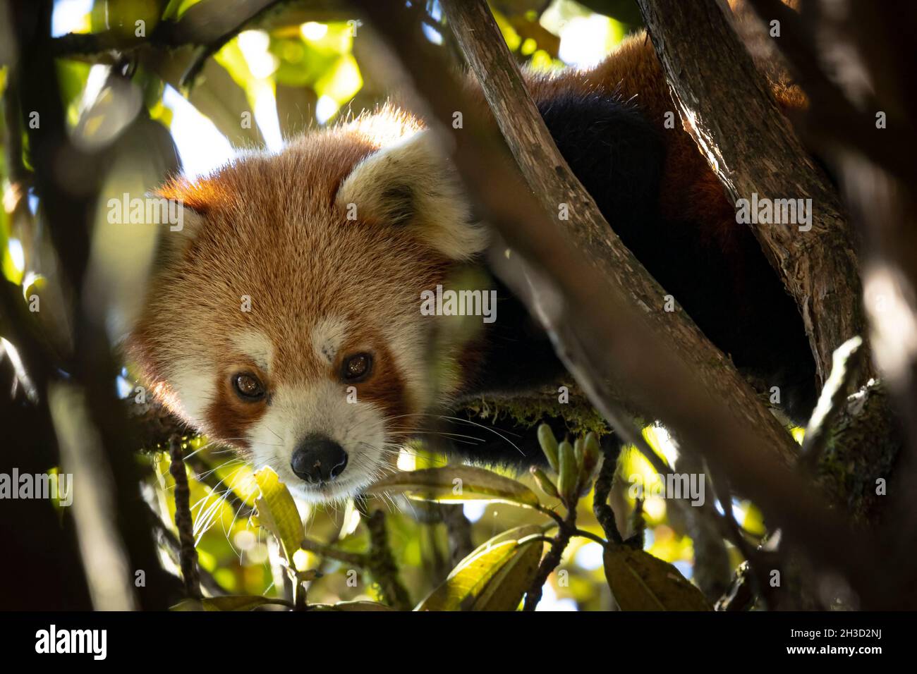 Portrait d'un panda rouge sauvage dans une forêt himalayenne Banque D'Images
