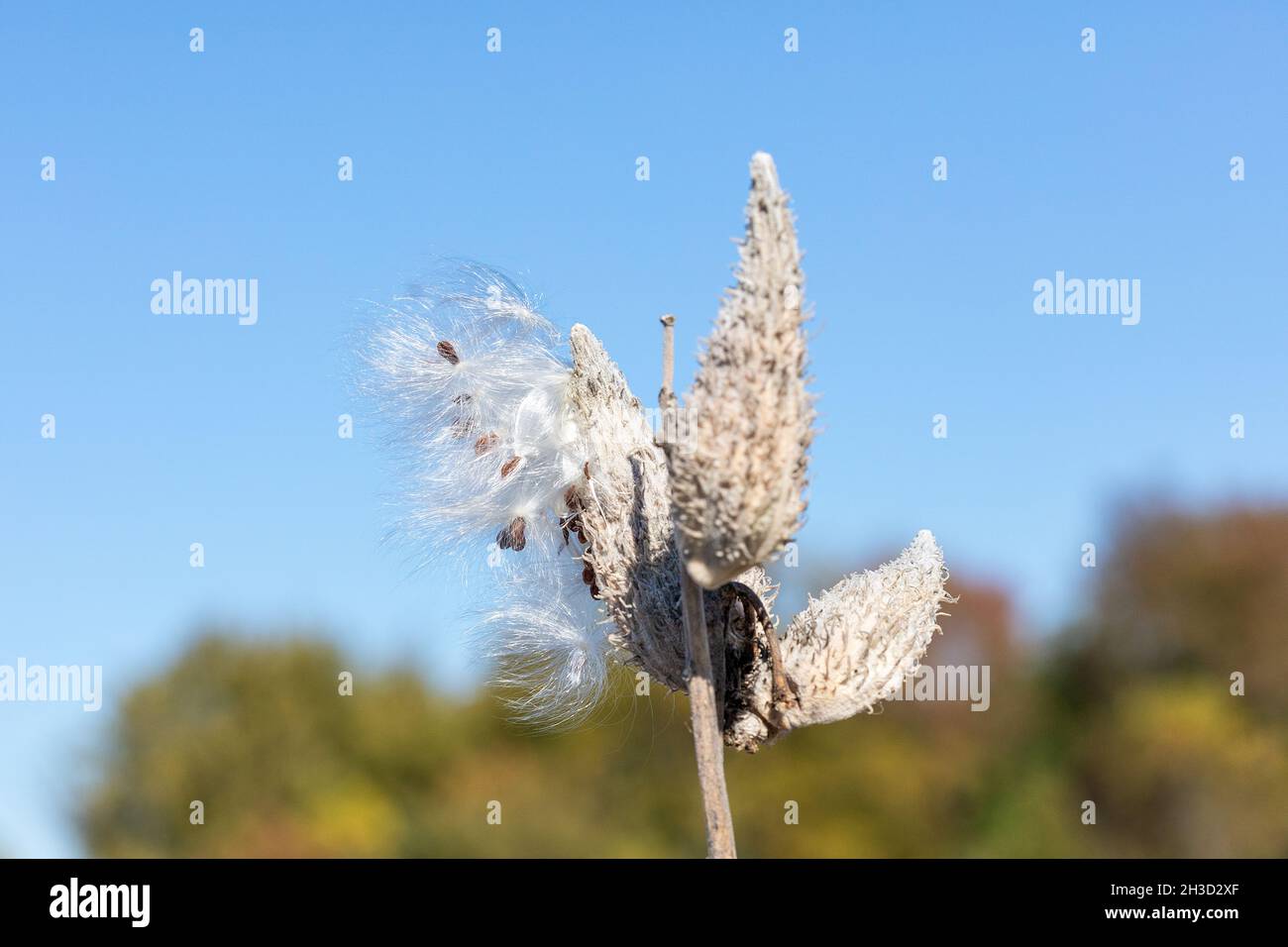 Des graines de laitoued communes (Asclepias syriaca) soufflent dans le vent en Iowa en octobre Banque D'Images