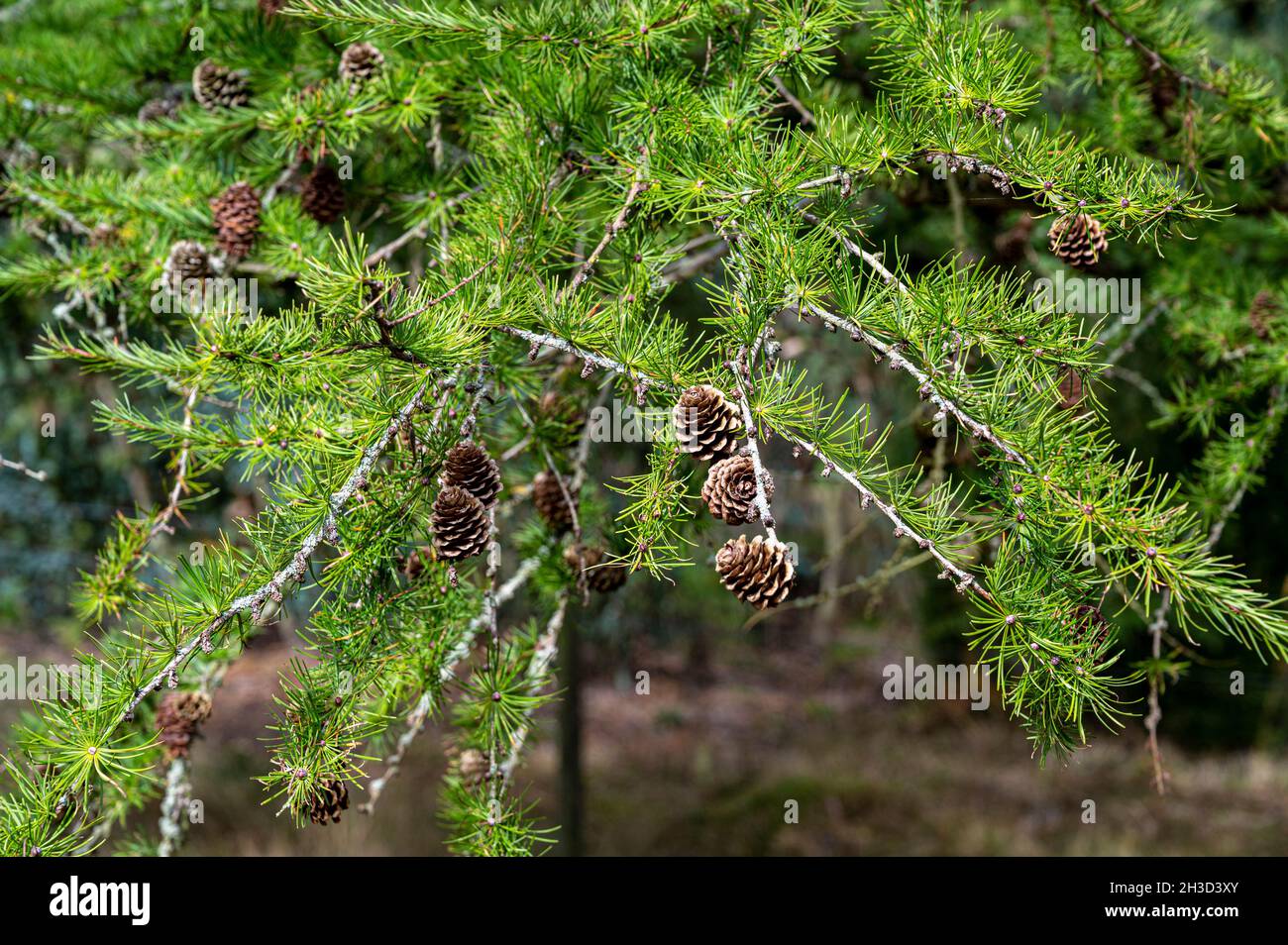 Larix Kaempferi, mélèze japonais, cônes de pin.Fin de l'été sous le soleil. Banque D'Images