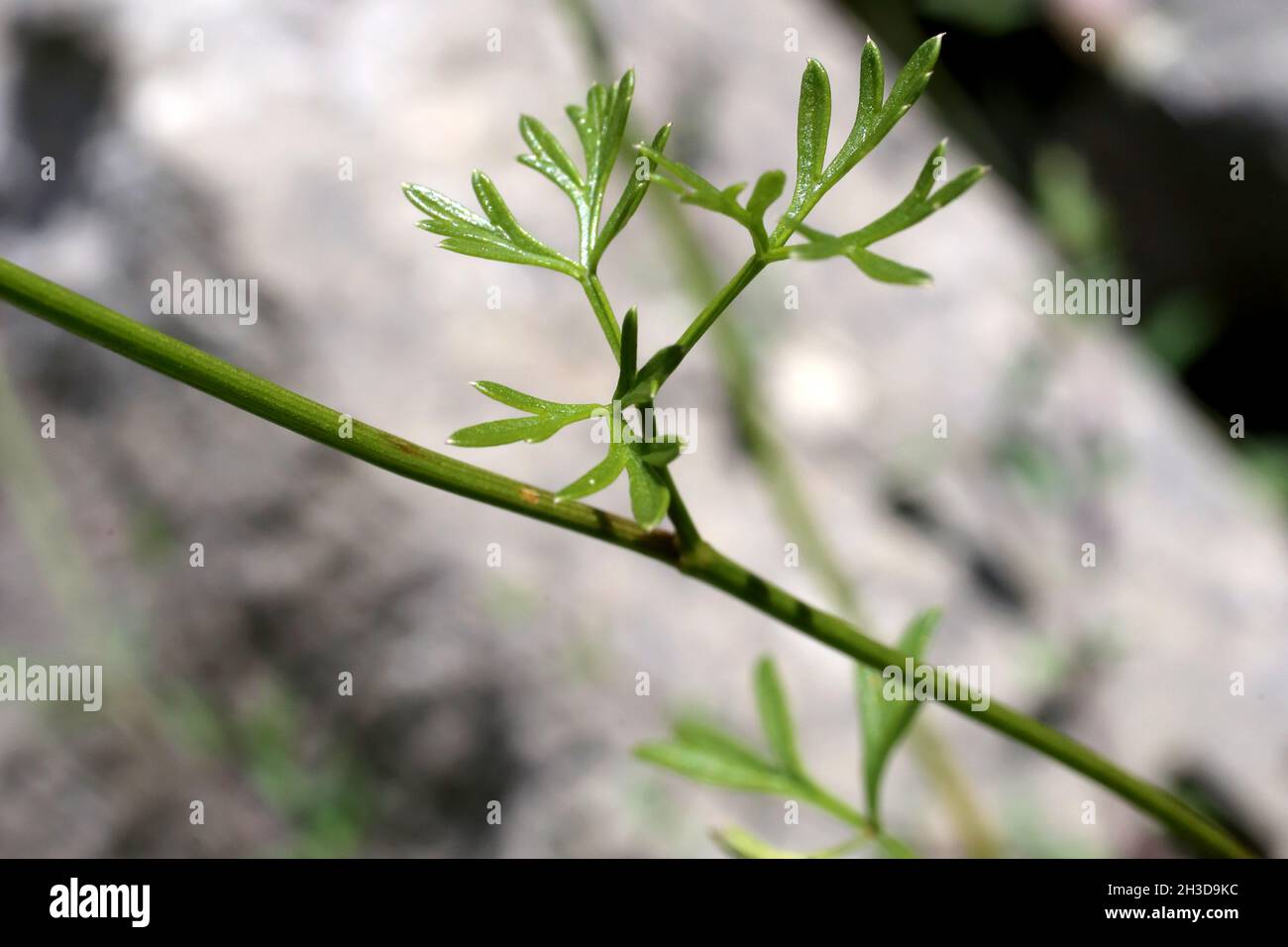 Selinum silaifolium, Cnidium silaifolium, Apiaceae.Plante sauvage au printemps. Banque D'Images