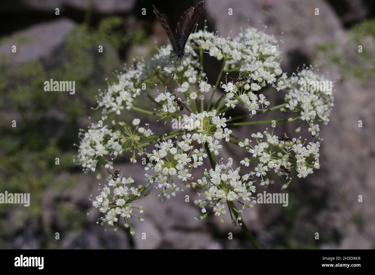 Selinum silaifolium, Cnidium silaifolium, Apiaceae.Plante sauvage au printemps. Banque D'Images