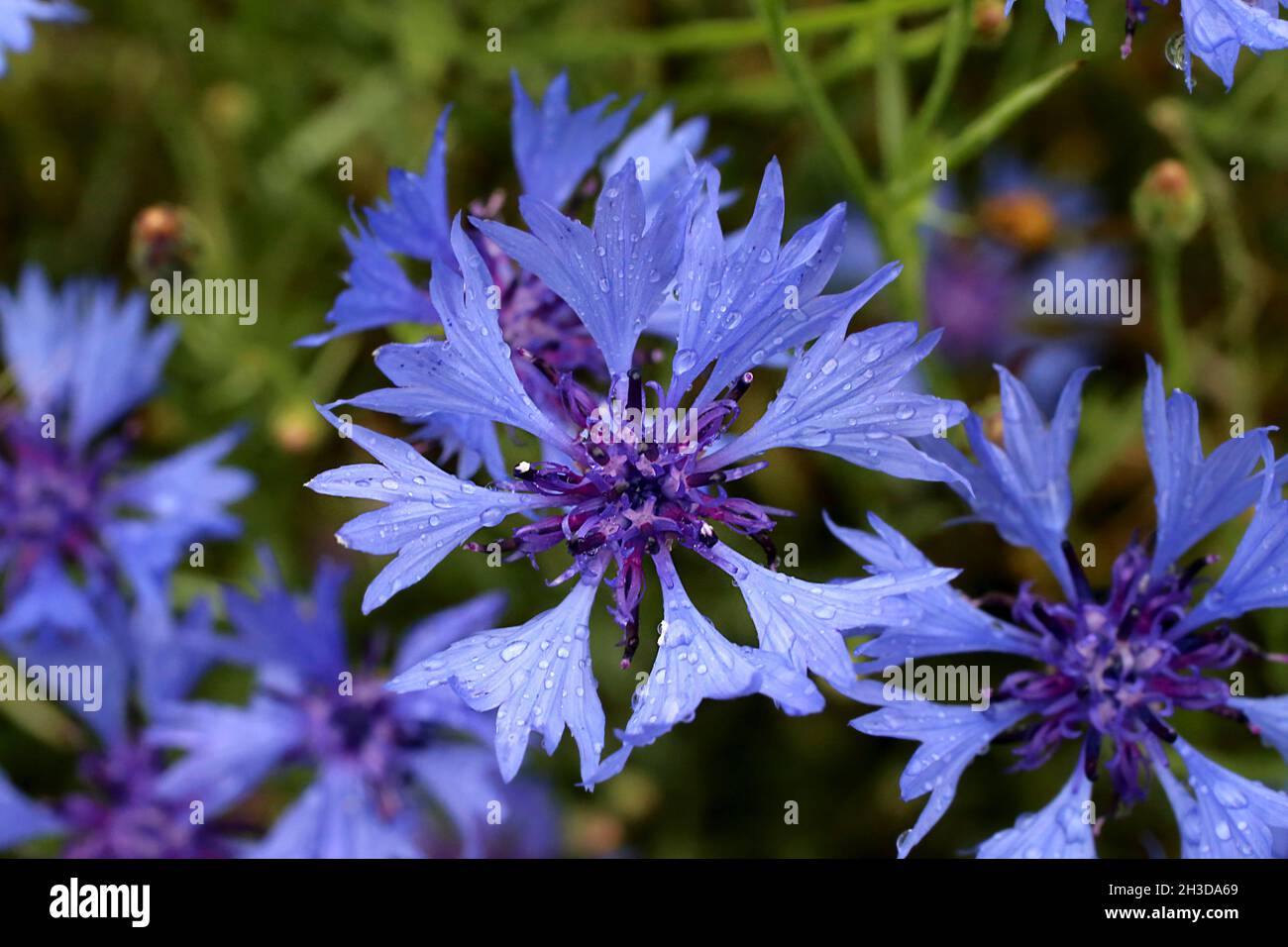 Cyanus segetum, Centaurea cyanus, Cornflower, Compositae.Plante sauvage au printemps. Banque D'Images