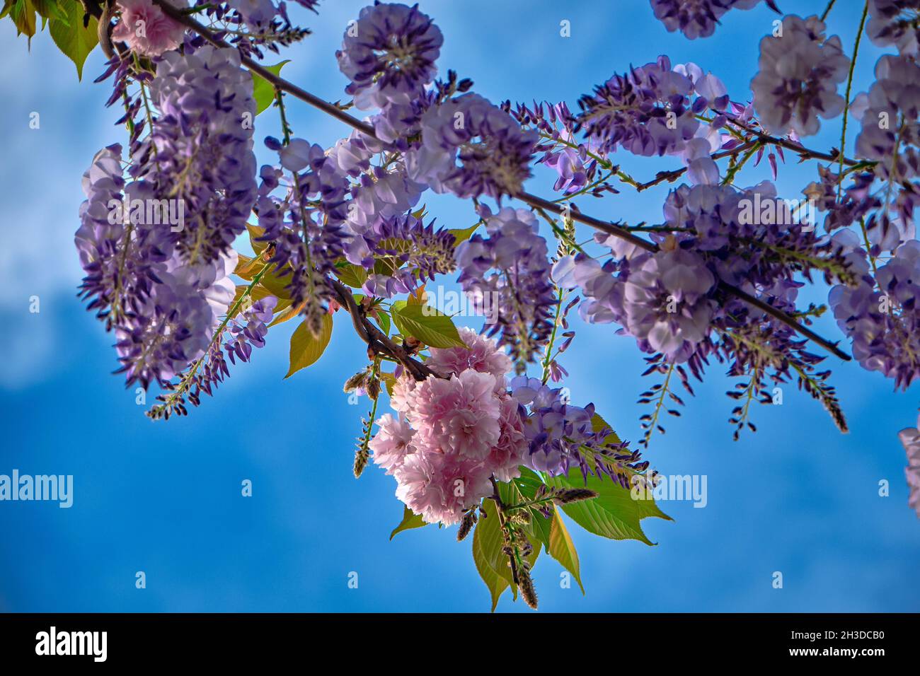 judas arbre et fleur de lui magnifique fleur de couleur rose avec fond de ciel. Banque D'Images