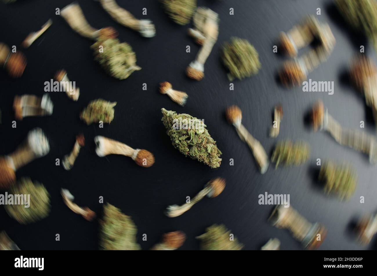 Concept de microdosage. Motif de champignons psilocybine et de bourgeons de marijuana sur fond noir. Voyage psychédélique, concept de validation. Banque D'Images