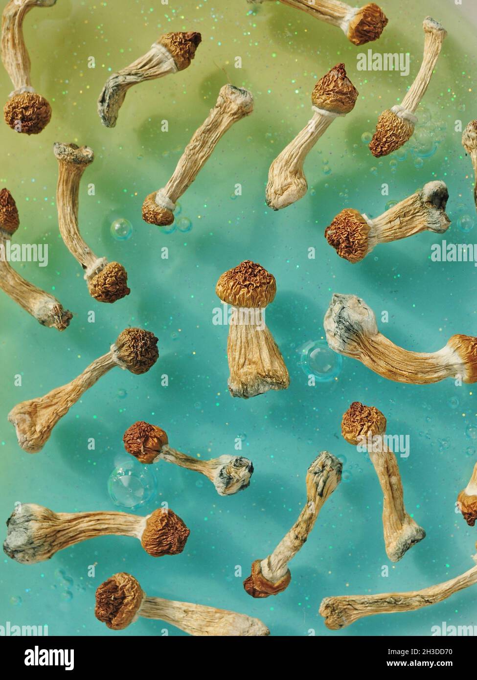 Motif de champignons psilocybine sur fond bleu. Voyage magique psychédélique, conscience cosmique. Psilocybe Cubensis, professeur d'or en rangée, isol Banque D'Images