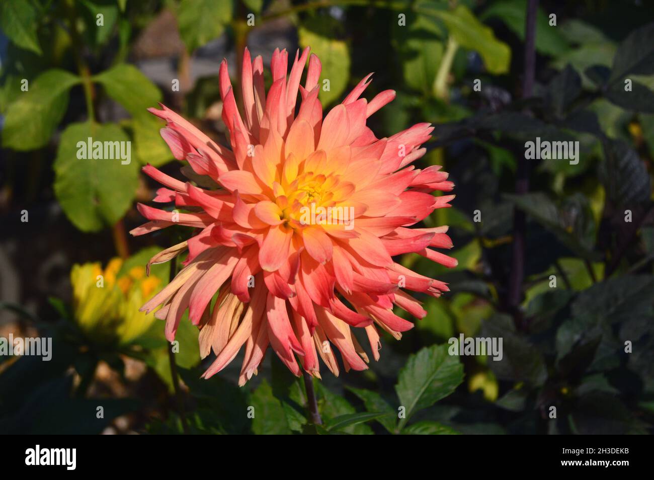 Simple fleur de Dahlia 'Felida Solar Flare' de couleur orange/corail cultivée aux frontières de RHS Garden Bridgewater, Worsley, Manchester, Royaume-Uni. Banque D'Images