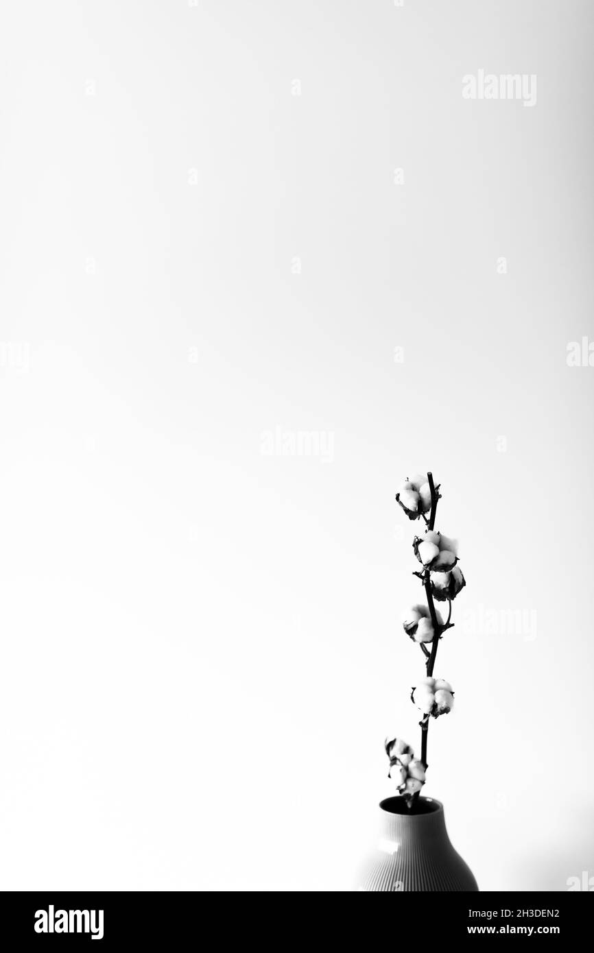 Sécher les inflorescences de coton sur un fond clair dans l'intérieur de la photo avec la lumière du soleil forte. Banque D'Images