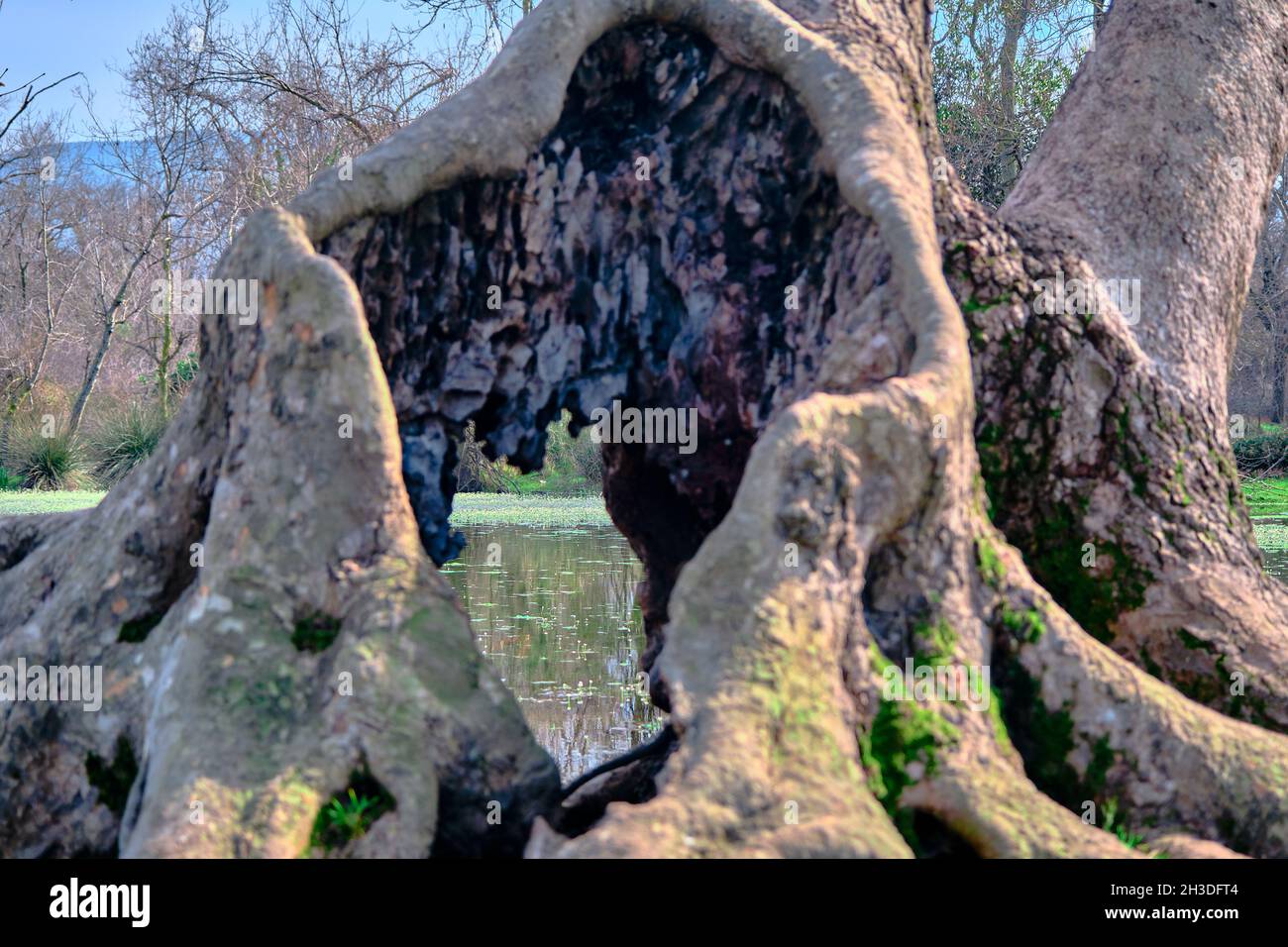 Immense arbre séché et flétrisé dans la forêt de plaine inondable de Karacasey Bursa. Banque D'Images