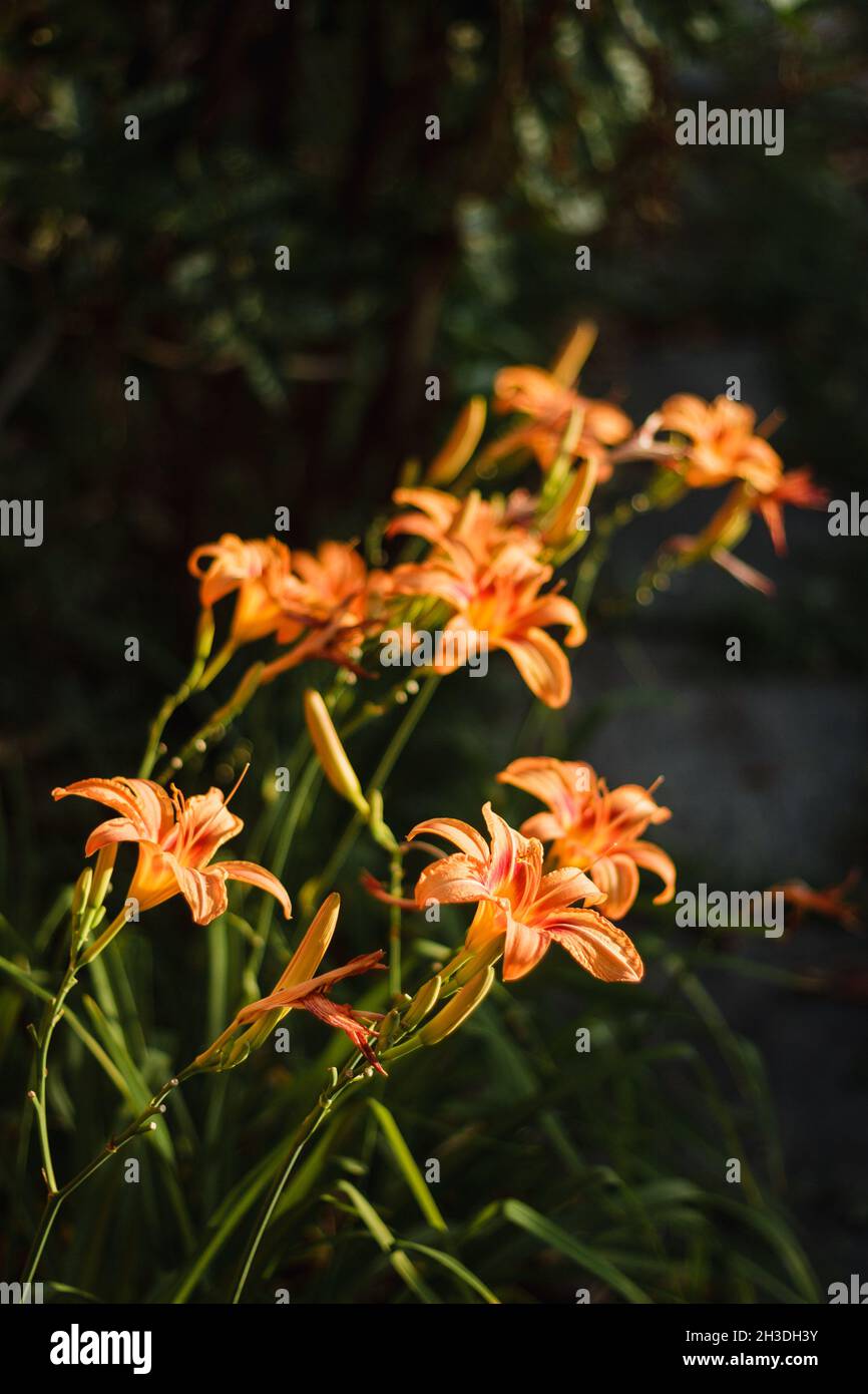 Orange Daylily ; nom scientifique : Hemerocallis Fulva Banque D'Images