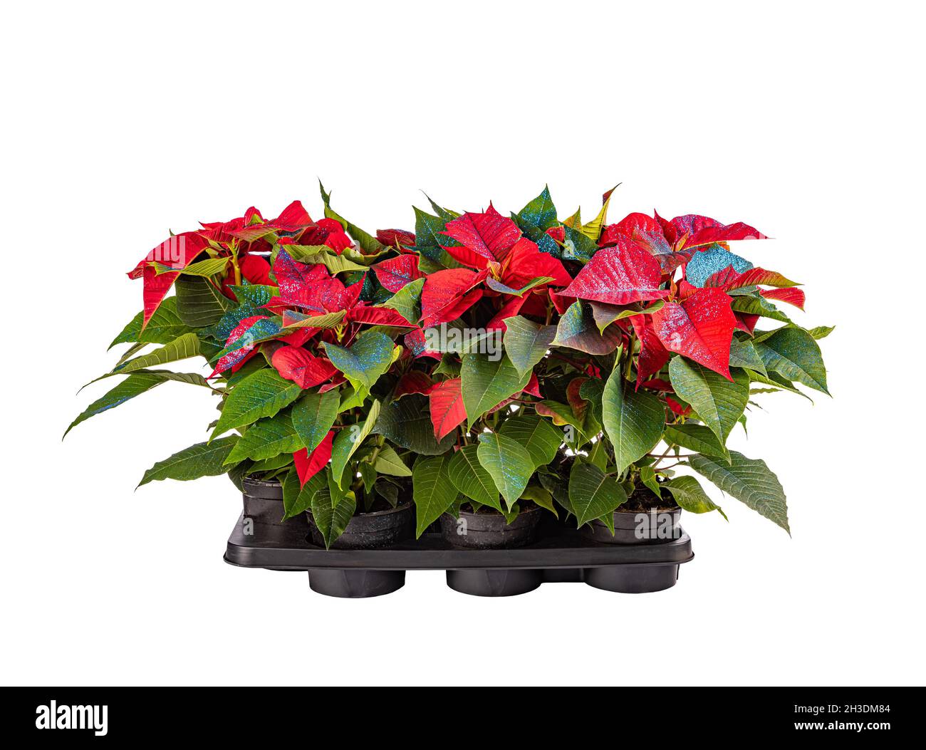 Beaucoup de fleurs poinsettia décorées dans des pots en plastique sur fond blanc Banque D'Images