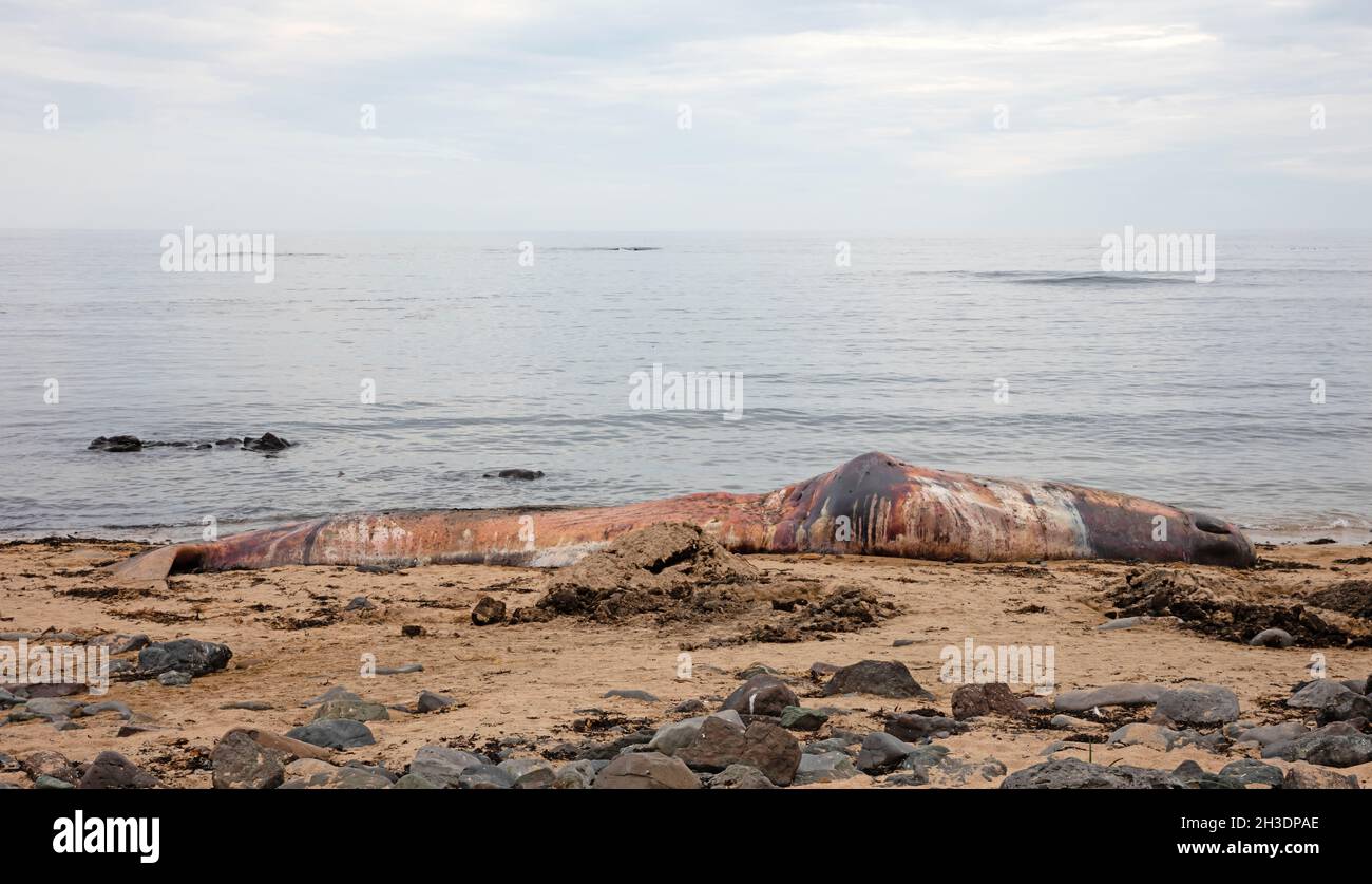 Gros cachalots morts washup sur une plage sur l'Islande, Snaefellsnes Banque D'Images