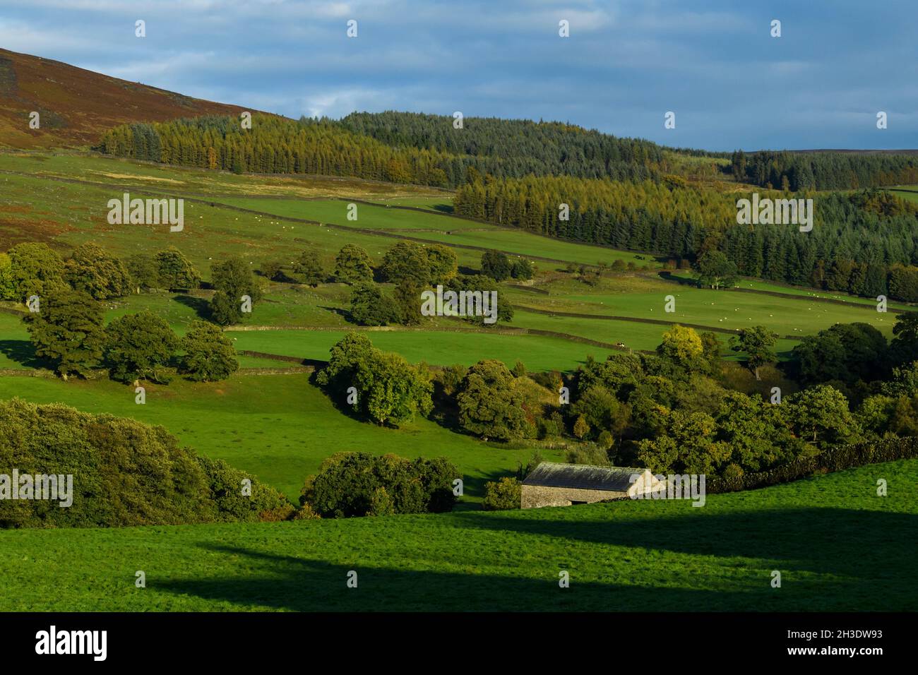 Belle campagne ensoleillée de Wharfedale (arbres boisés sur les collines de la vallée, terres agricoles, herbage, montagnes, ciel bleu) - Yorkshire Dales, Angleterre Royaume-Uni. Banque D'Images