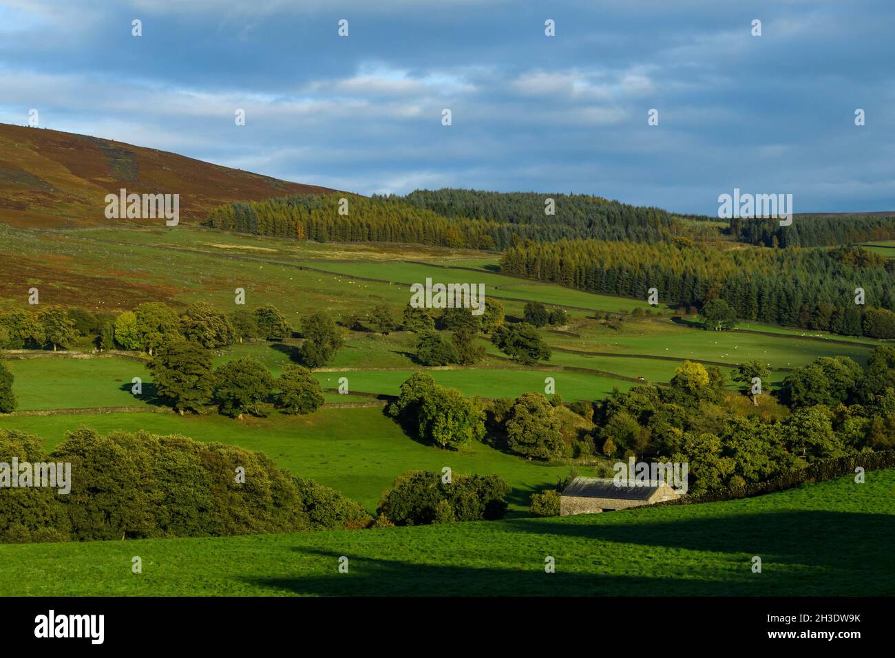 Belle campagne ensoleillée de Wharfedale (arbres boisés sur les collines de la vallée, terres agricoles, herbage, montagnes, ciel bleu) - Yorkshire Dales, Angleterre Royaume-Uni. Banque D'Images