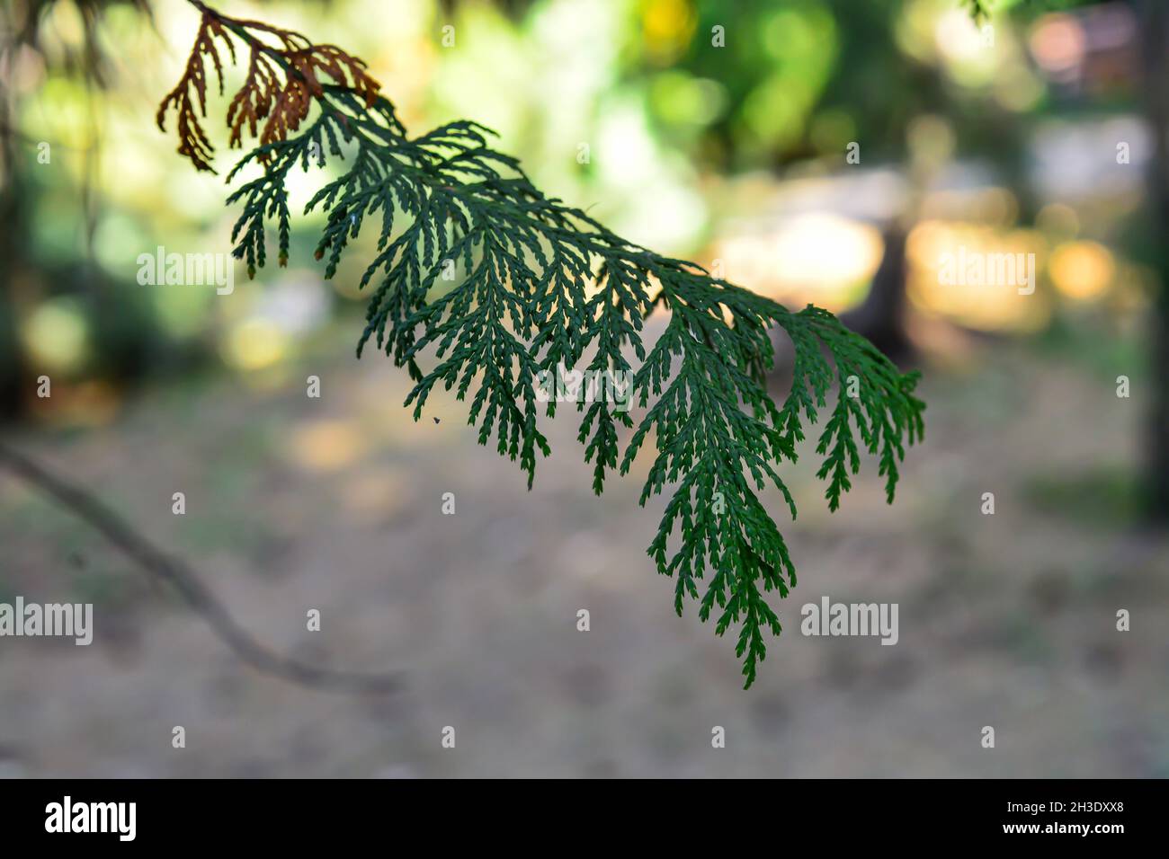 branche pois cyprès .Nom latin Chamaecyparis pisifera Banque D'Images