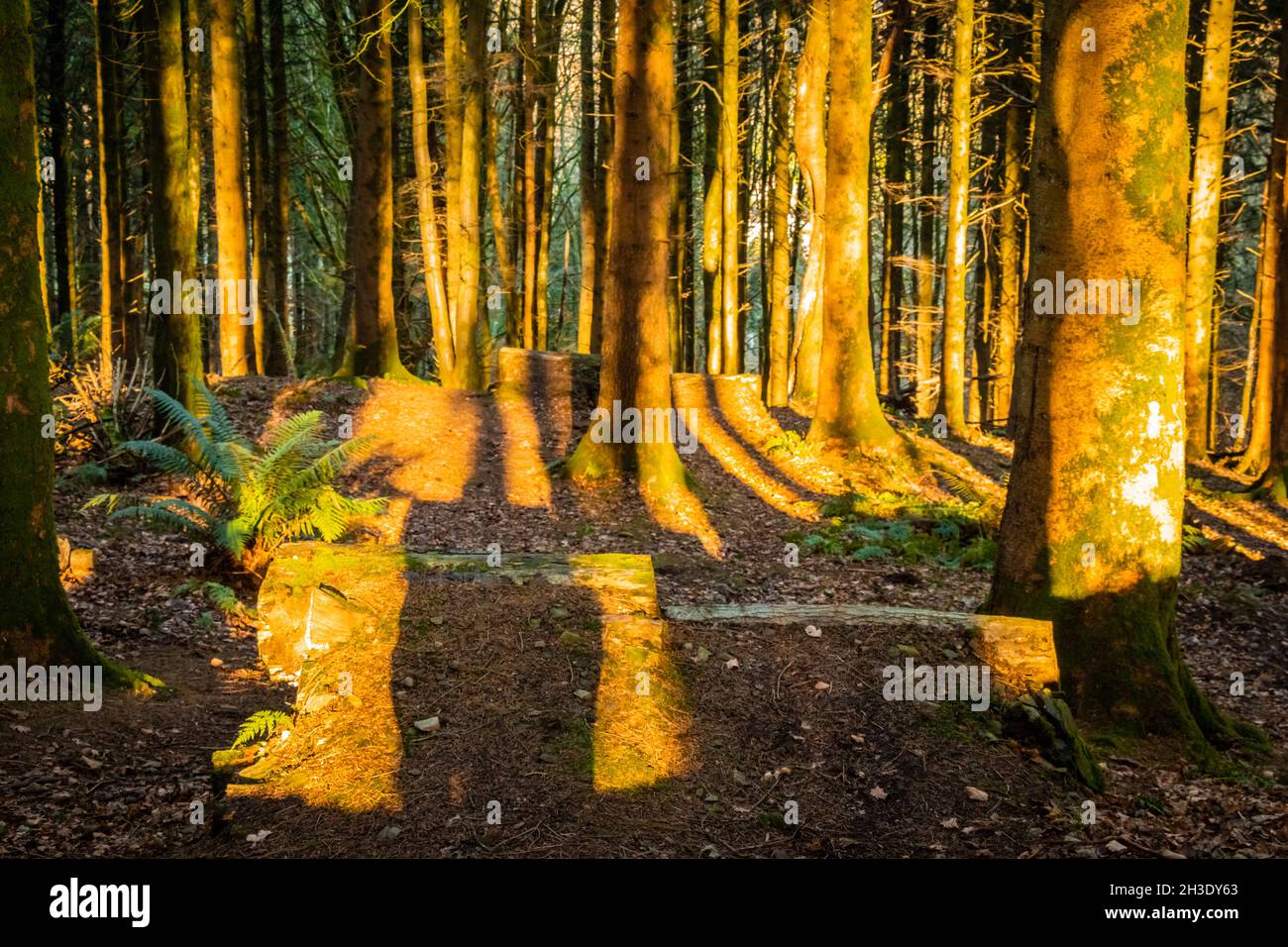 Des rampes de saut en VTT dans une forêt de conifères Banque D'Images