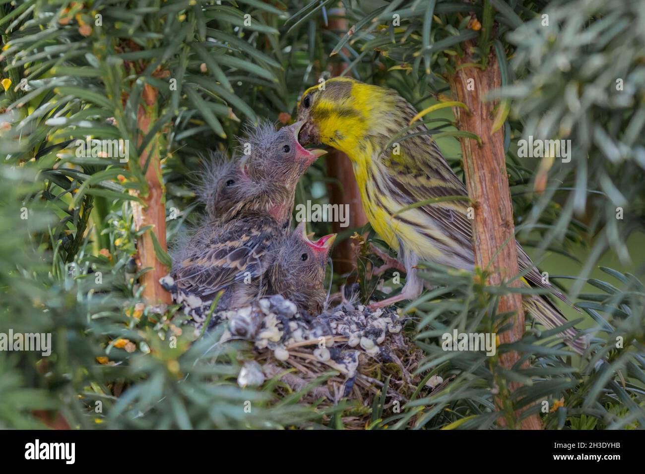 serin européen (Serinus serinus), mâle nourrit les poussins dans le nid, régurgitant les graines de son craw, Allemagne Banque D'Images