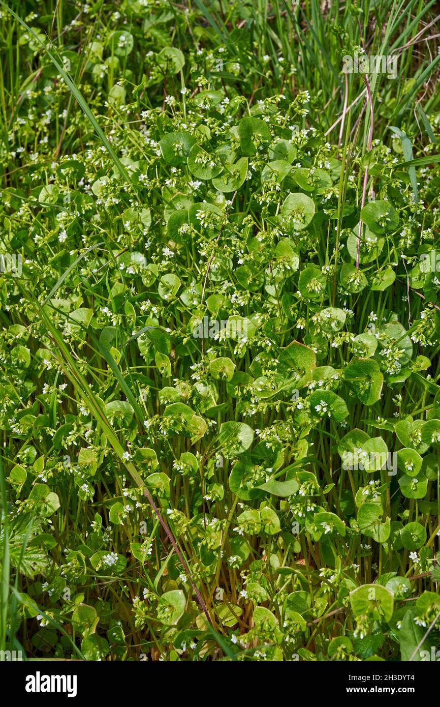 Purslane d'hiver, laitue du mineur, laitue des mineurs (Claytonia perfoliata), floraison, Allemagne, Hesse Banque D'Images