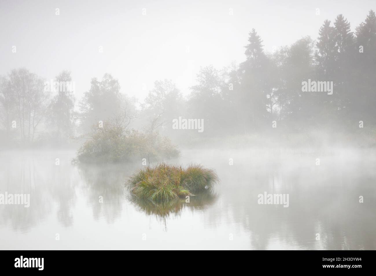 Ambiance matinale avec givre sur un étang dans la réserve naturelle de Wildert en automne, Suisse, Illnau Banque D'Images