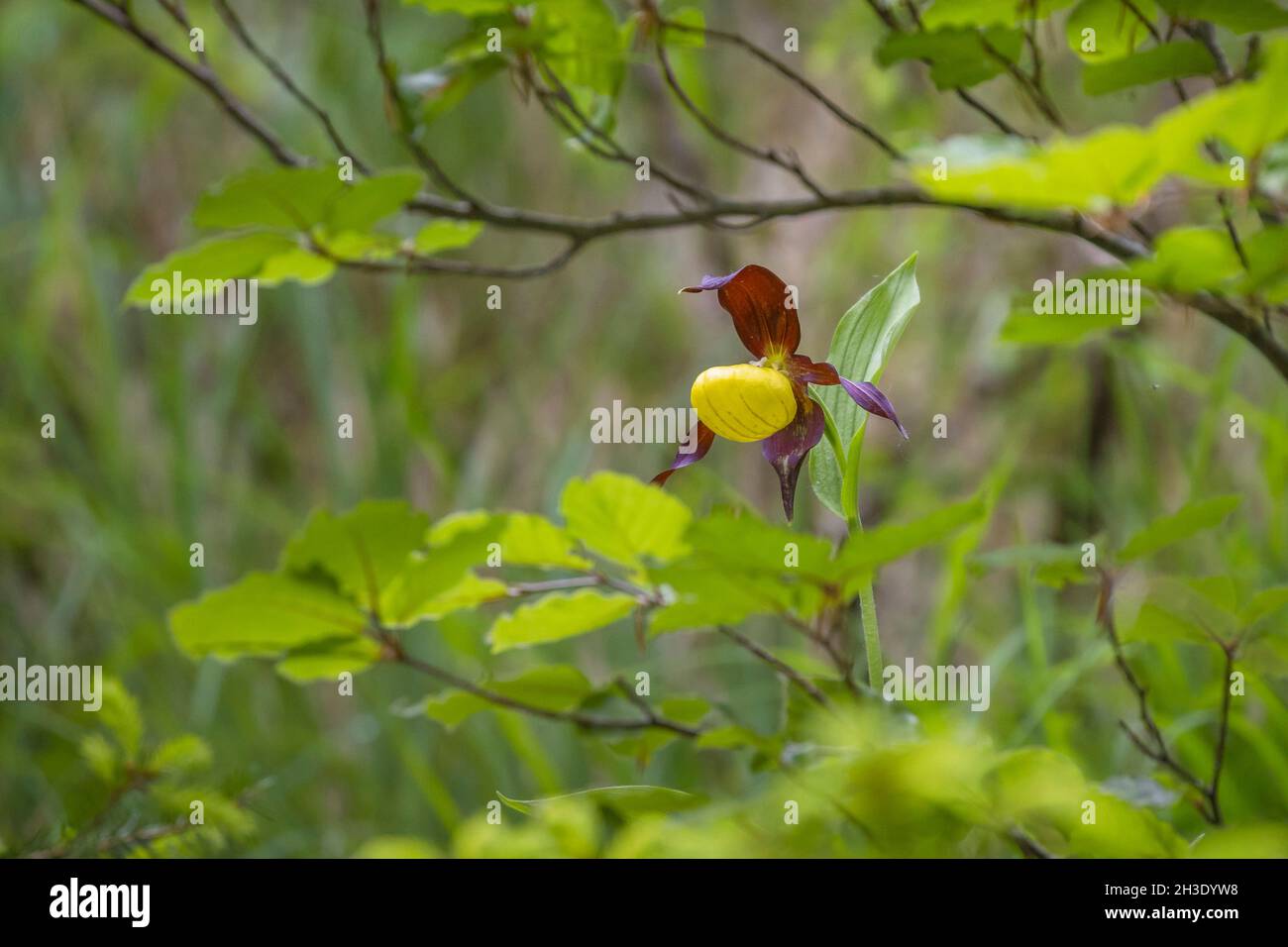 Orchidée de lady (Cypripedium calceolus), fleur parmi les branches de hêtre, Allemagne Banque D'Images