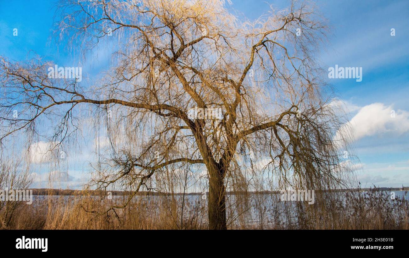 Saule doré (Salix x spulcralis 'Chrysocoma', Salix chrysocoma, Salix chrysocoma), saule pleurant au Zwischenahner Meer, Allemagne, Banque D'Images