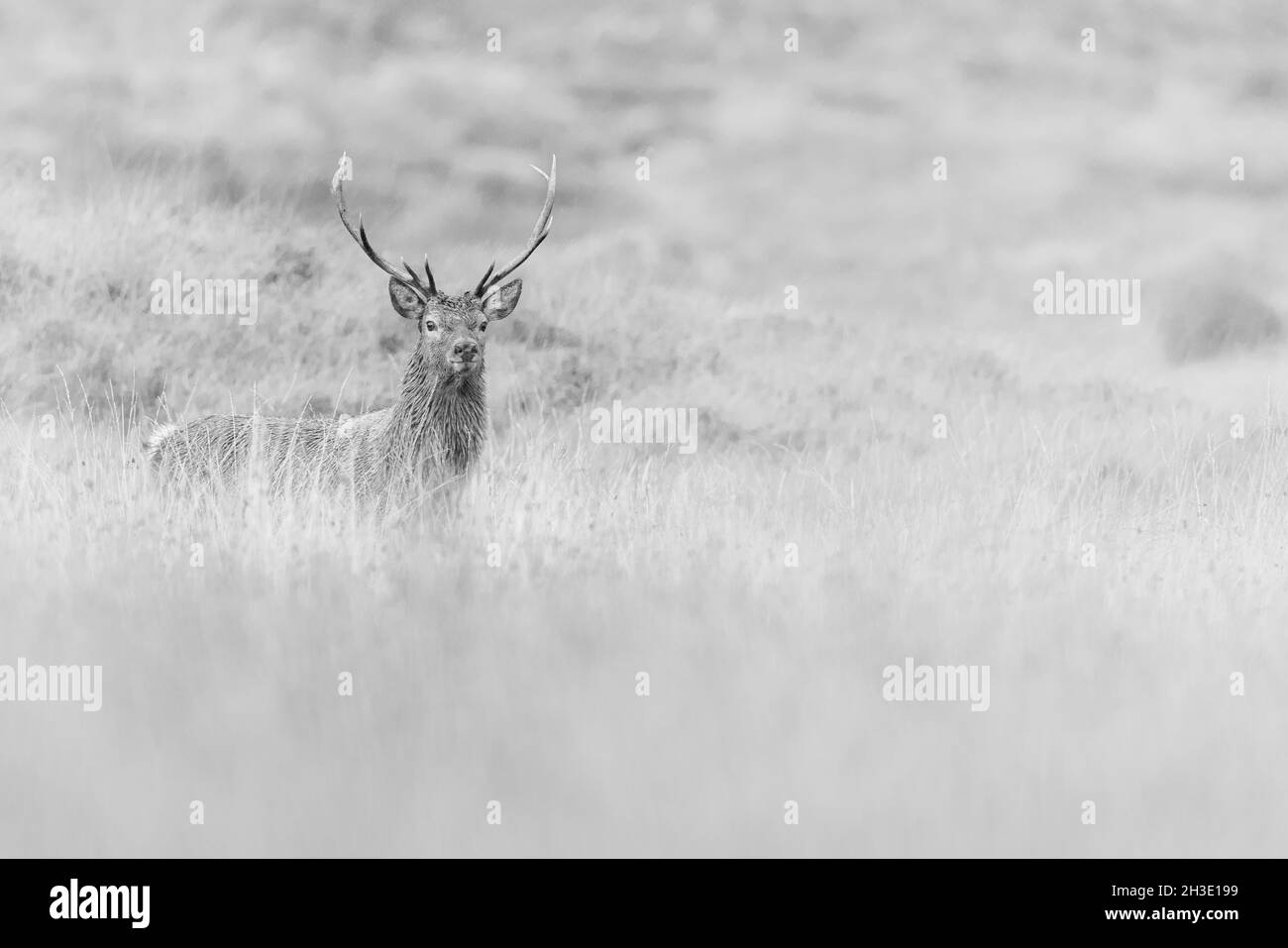 Cerf rouge dans les Highlands écossais. Banque D'Images