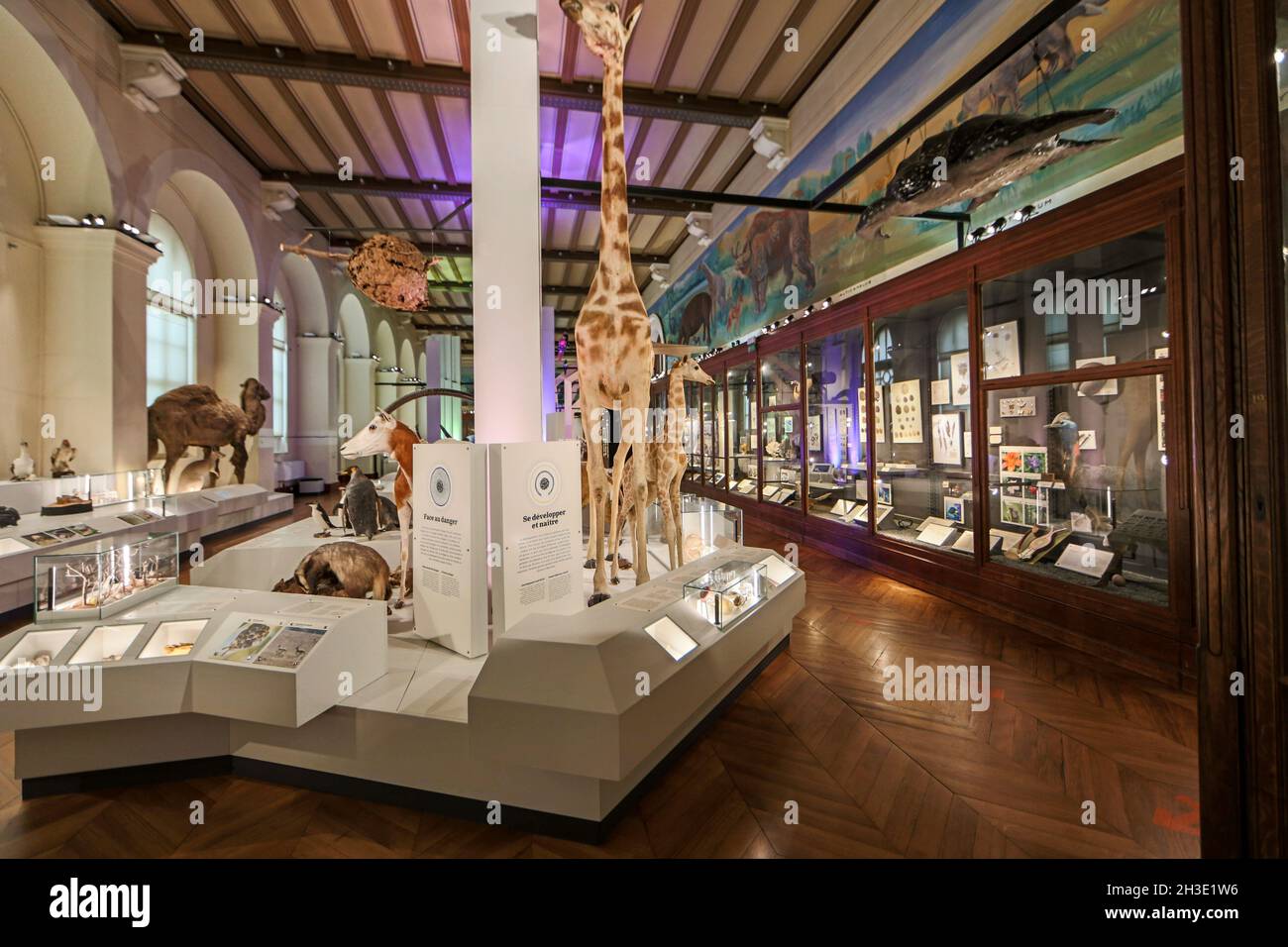 Reportage Musée d'Histoire naturelle,Palais Longchamp,Marseille : intérieur Banque D'Images