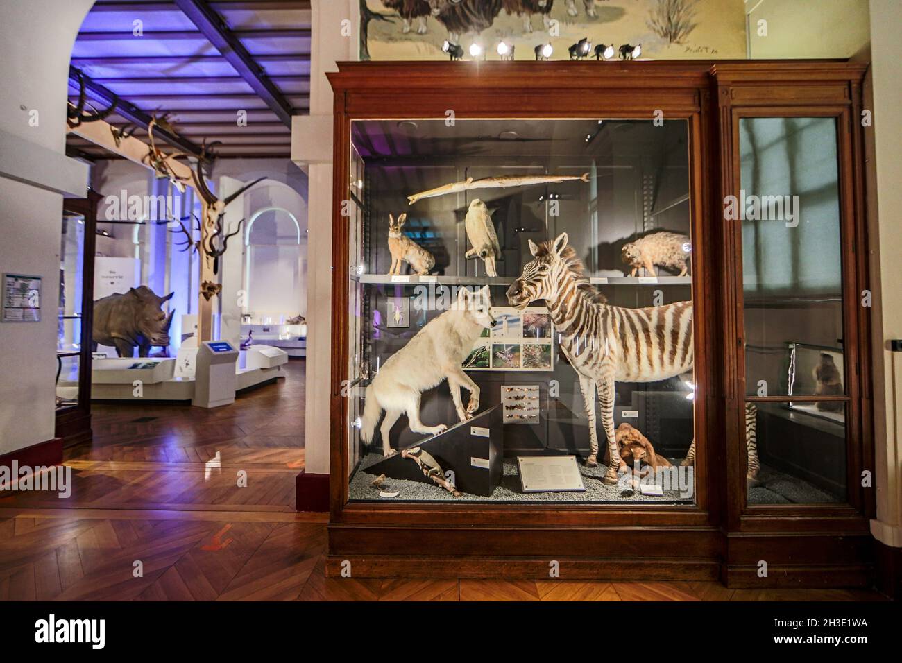 Reportage Musée d'Histoire naturelle,Palais Longchamp,Marseille : intérieur Banque D'Images