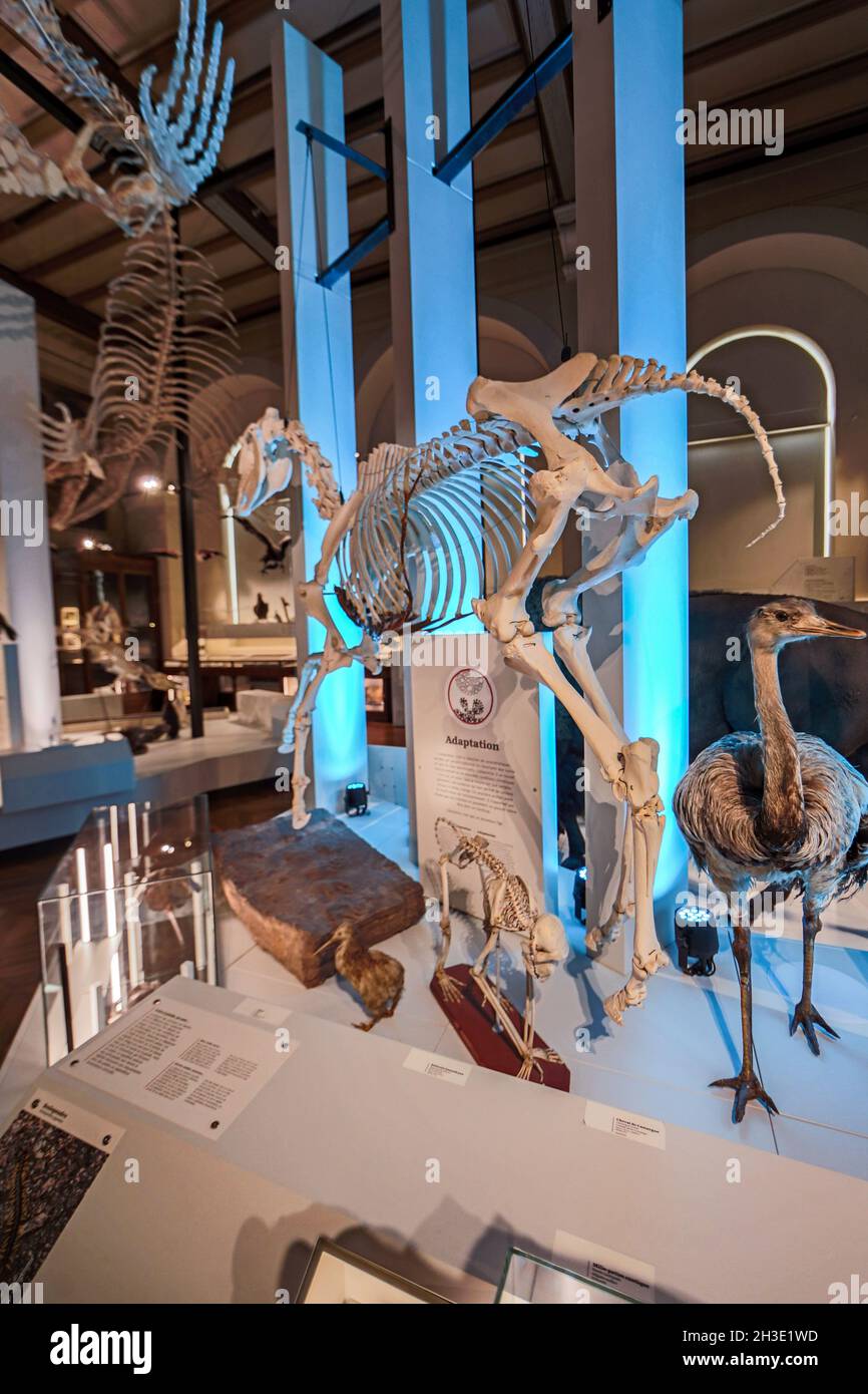 Reportage Musée d'Histoire naturelle,Palais Longchamp,Marseille : intérieur Banque D'Images