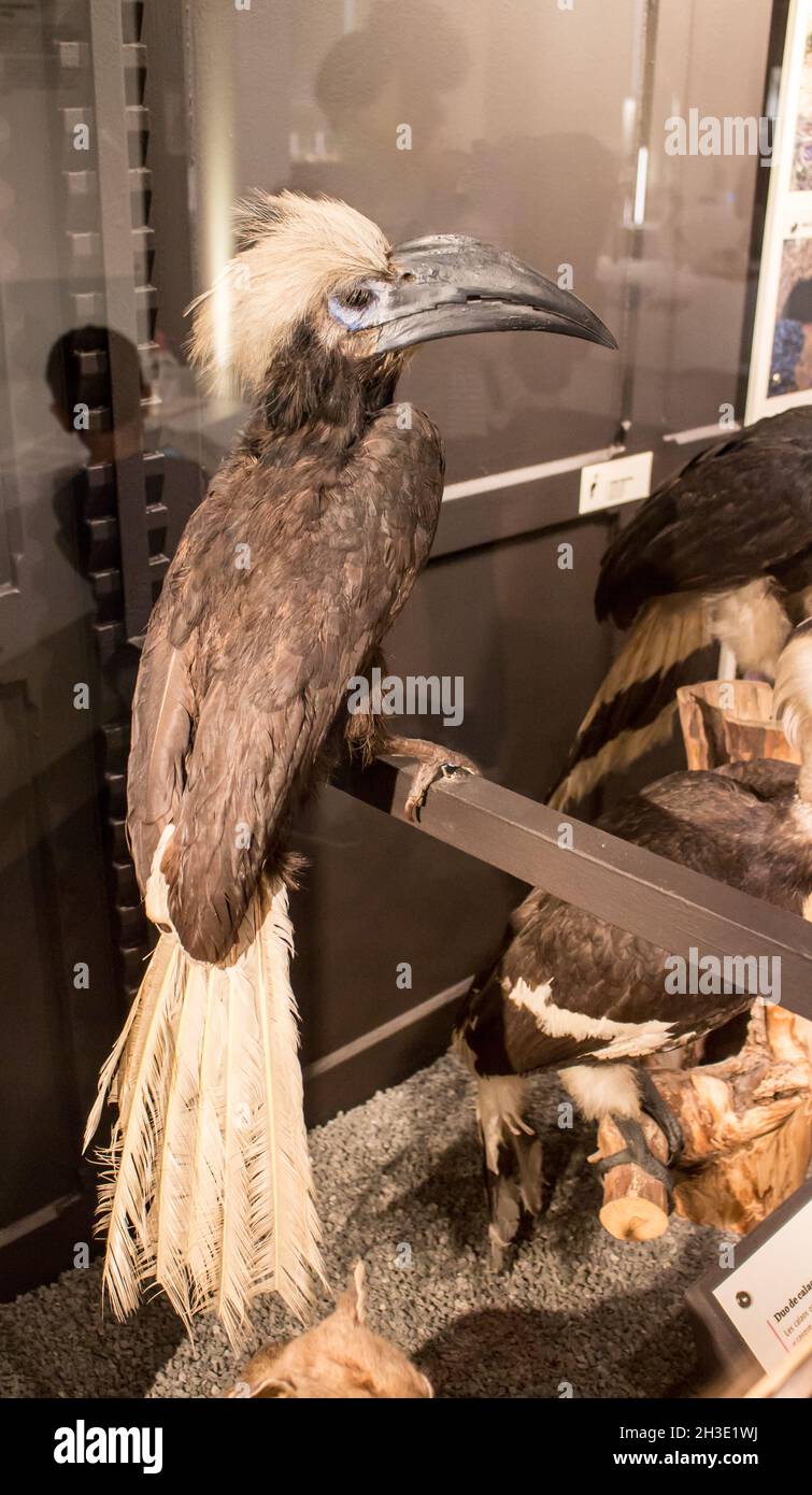 Reportage Musée d'Histoire naturelle,Palais Longchamp,Marseille : calao colilargo Banque D'Images