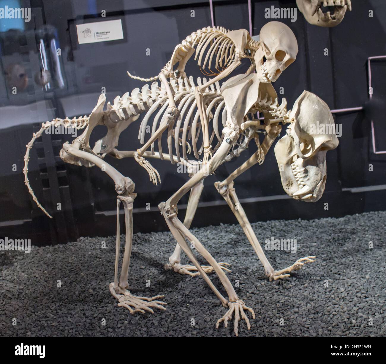 Reportage Musée d'Histoire naturelle,Palais Longchamp,Marseille :mère Banque D'Images