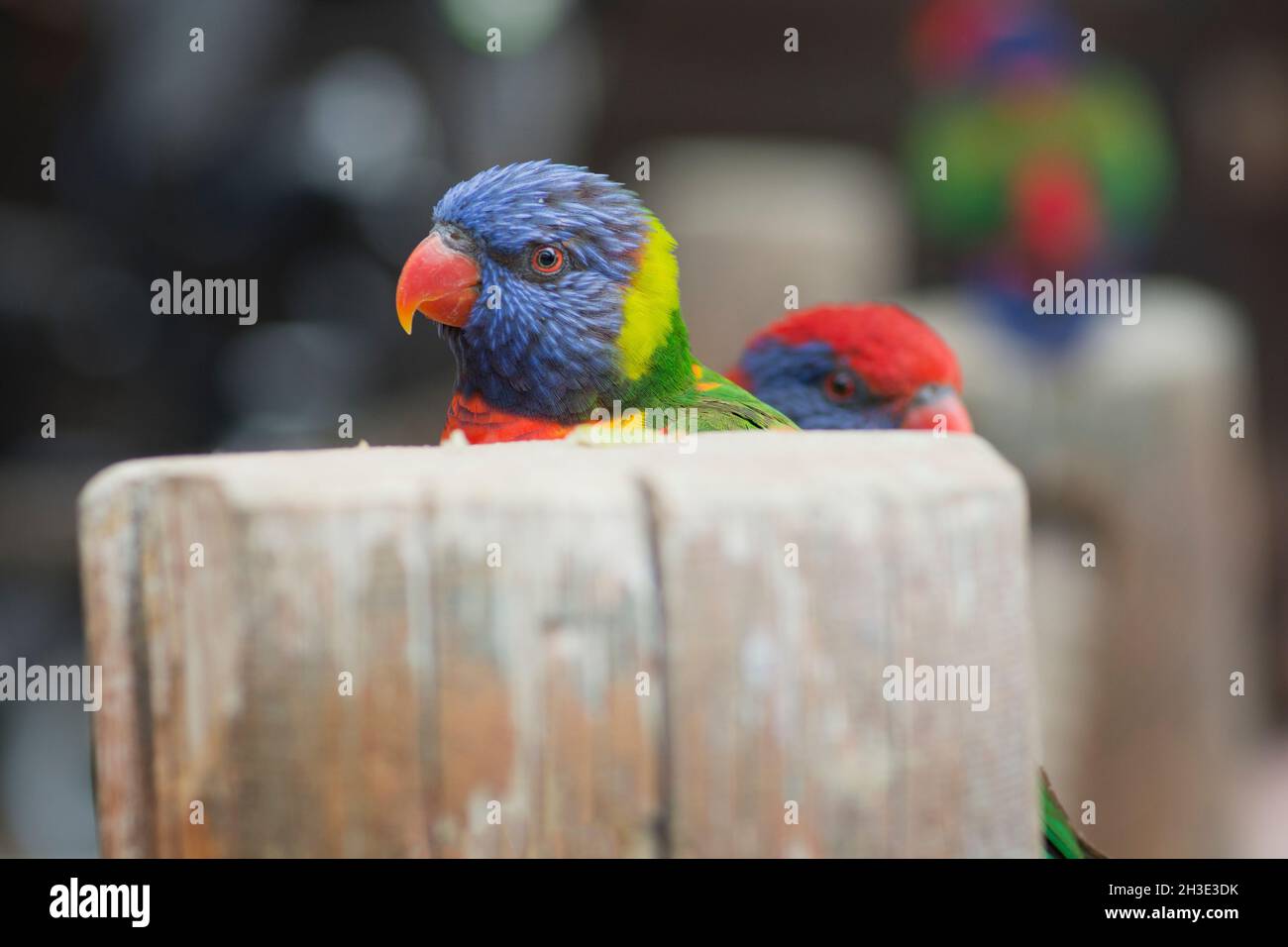 Portrait d'un perroquet de Lorikeet arc-en-ciel (Trichoglossus moluccanus), commun le long de la côte est, du nord du Queensland à l'Australie méridionale, hidd Banque D'Images