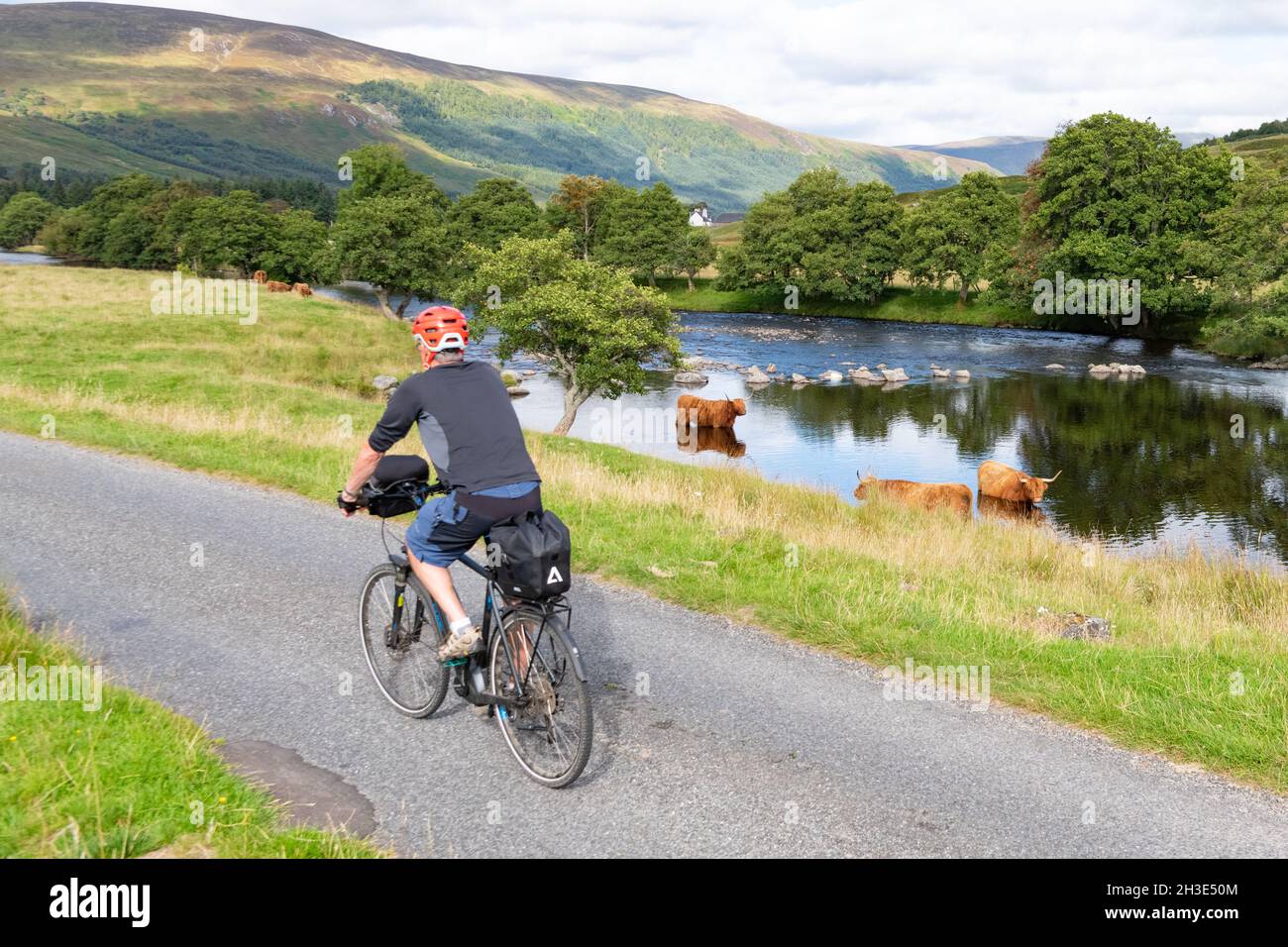 Cycliste passant devant un troupeau de bovins des hautes terres à la rivière Lyon, Glen Lyon, Pert et Kinross, Écosse, Royaume-Uni Banque D'Images