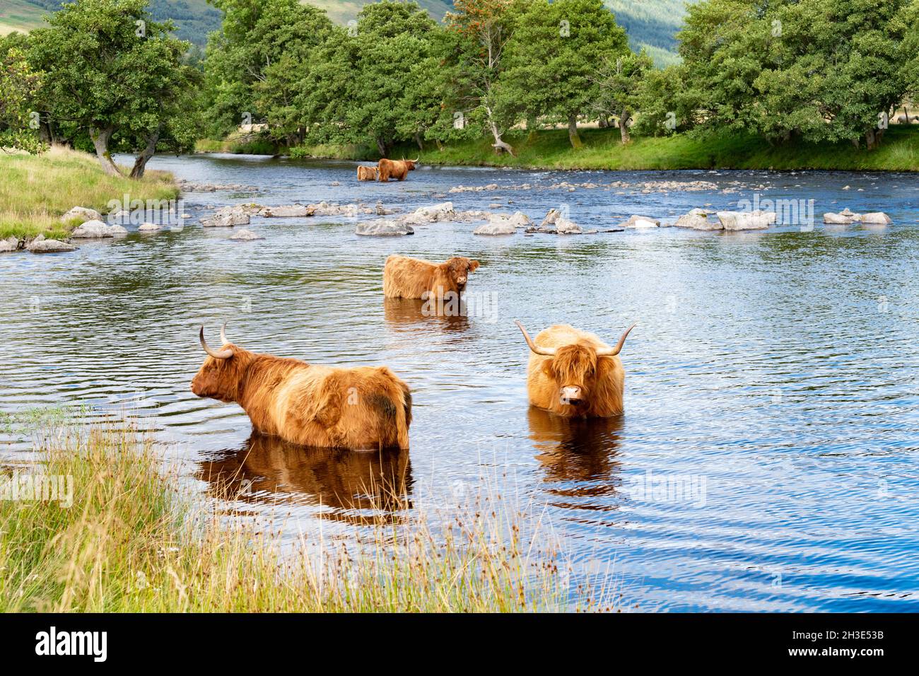 Highland Cattle debout dans la rivière - Glen Lyon, Écosse, Royaume-Uni Banque D'Images