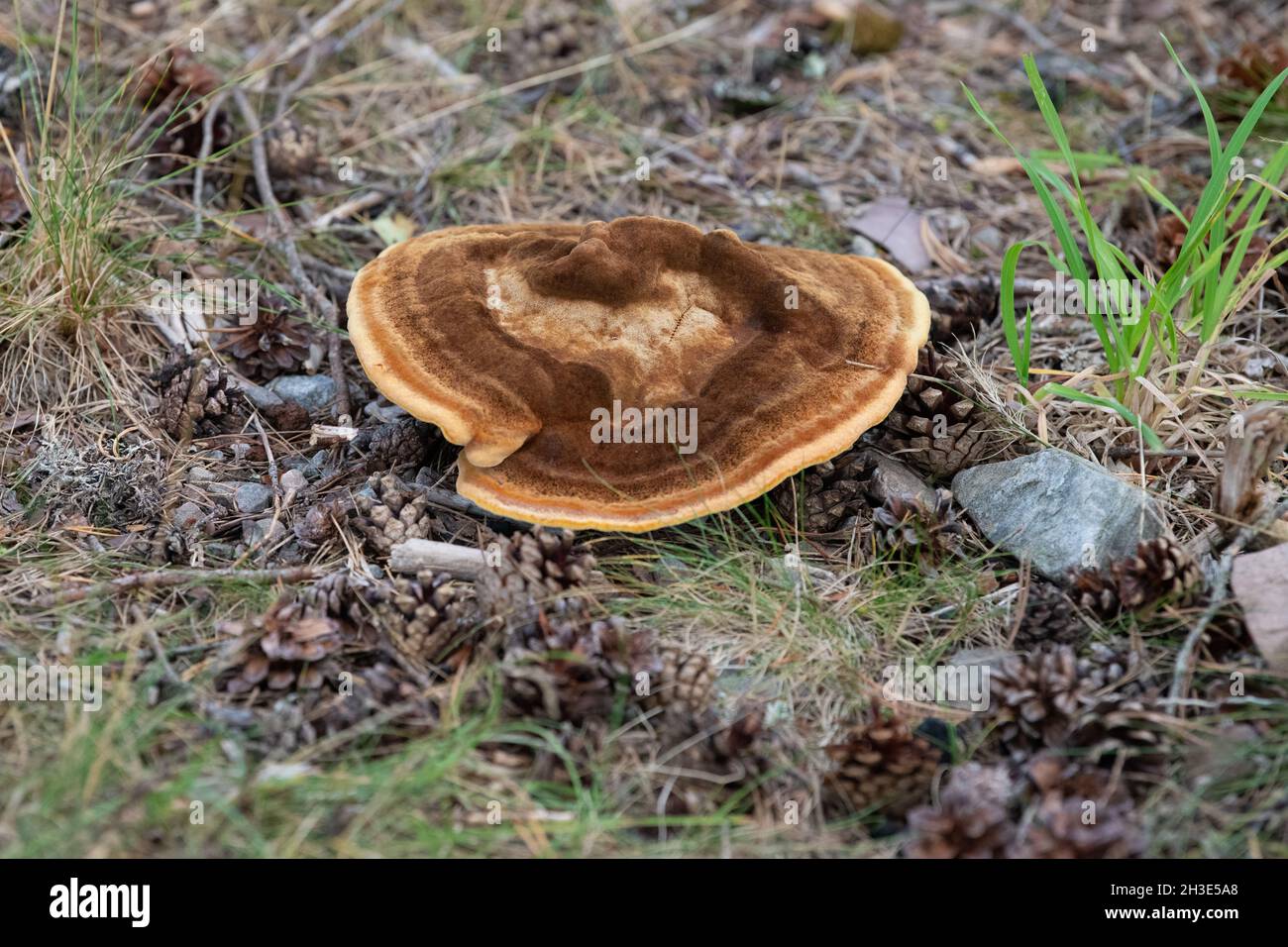 Champignon de velours - Phaelolus schweinitzii (Byers Mazegill) sous les pins sur la rive du Loch Rannoch, Perth et Kinross, Écosse, Royaume-Uni Banque D'Images