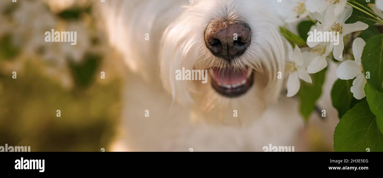 Nez du terrier blanc des hautes terres de l'ouest.Gros plan Banque D'Images
