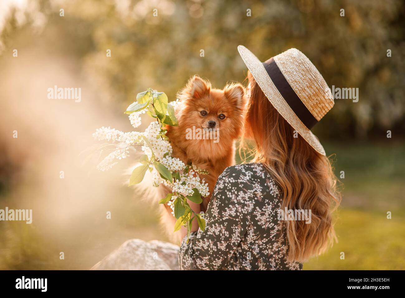 Une belle femme en robe rouge et chapeau tient un spitz de Pomeranian et une branche de cerise d'oiseau blanc dans ses bras. Banque D'Images
