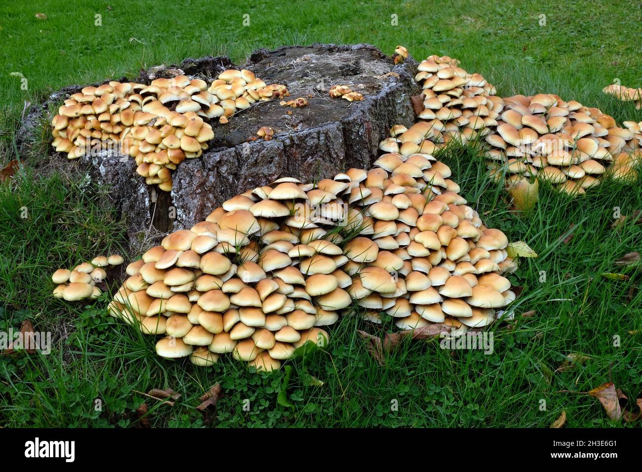 Champignons Brittlestem groupés - Psathyrella multipedata - sur une souche de bouleau argenté pourri dans une pelouse, en Angleterre Banque D'Images