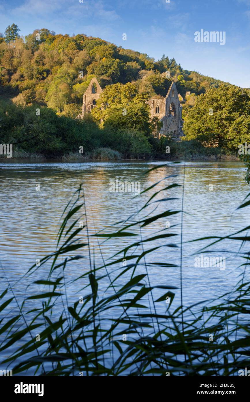 Abbaye de Tintern dans la vallée de Wye près de Chepstow. Banque D'Images