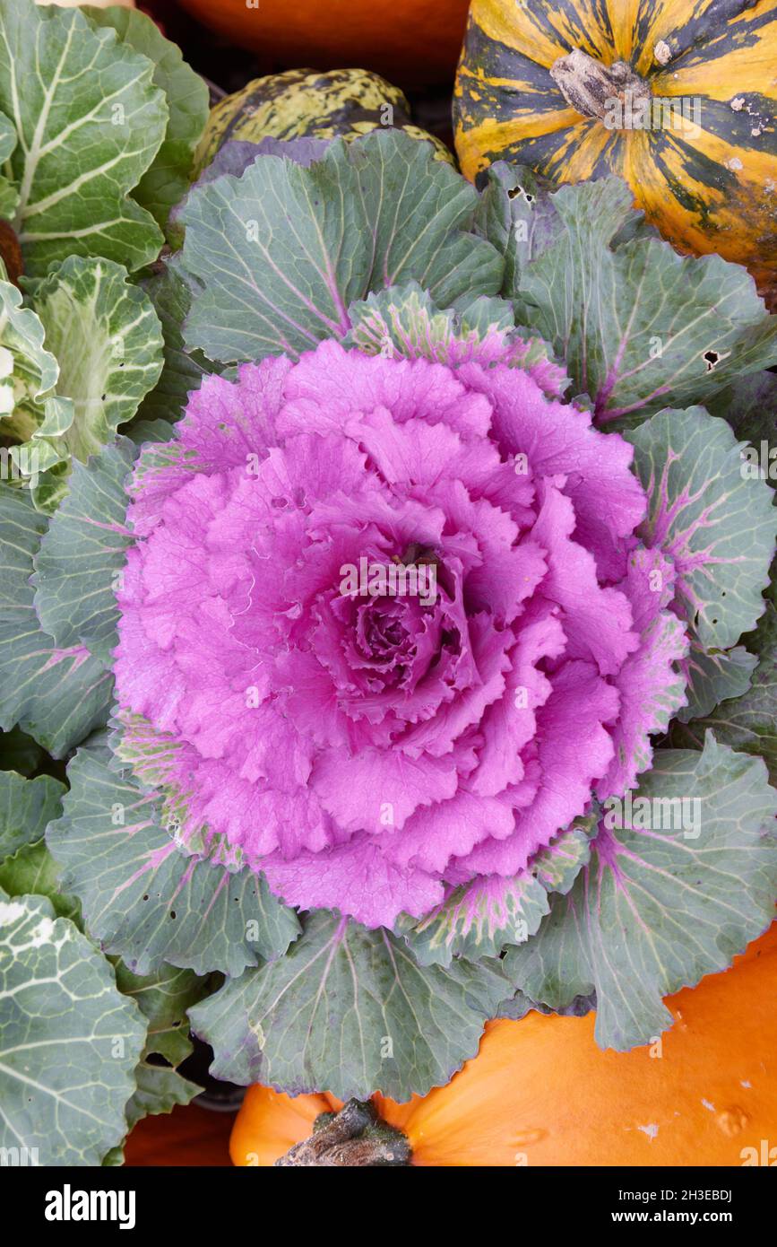 Gros plan de plantes de chou de jardin ornementales. Banque D'Images