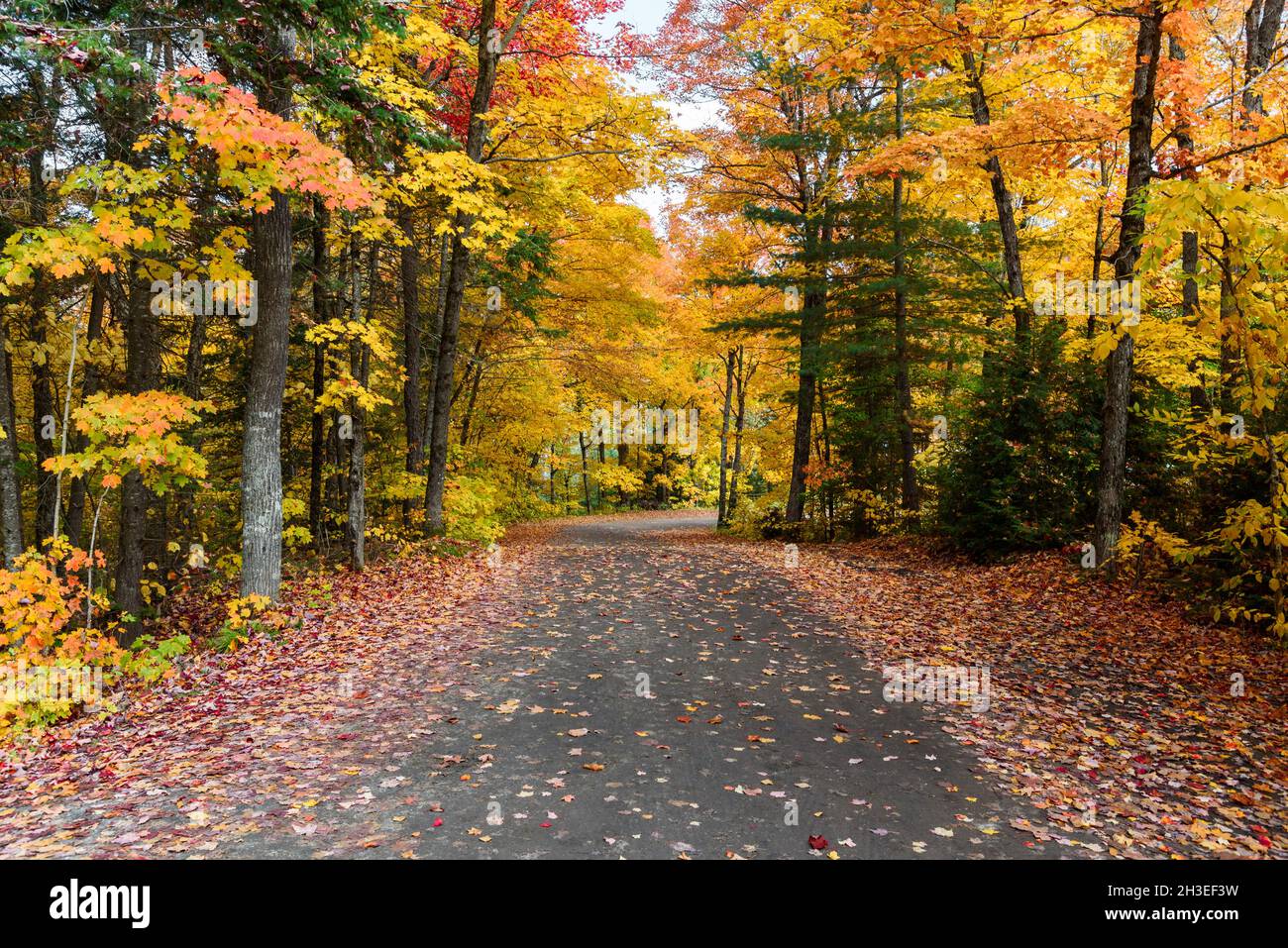 Chemin de retour déserté à travers une forêt colorée au sommet du feuillage d'automne Banque D'Images