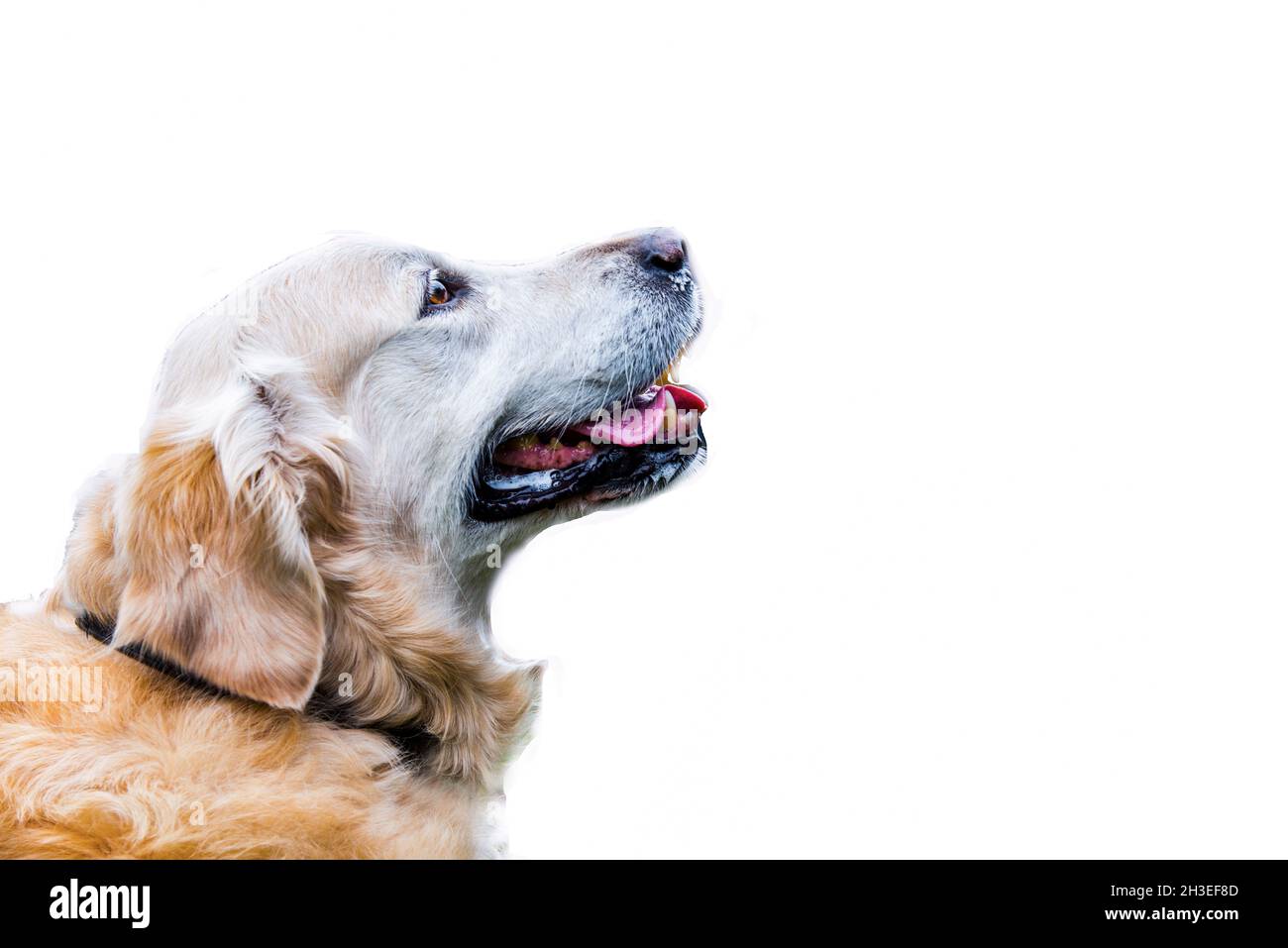 Chien Golden Retriver sur fond blanc, gros plan, isolé Banque D'Images