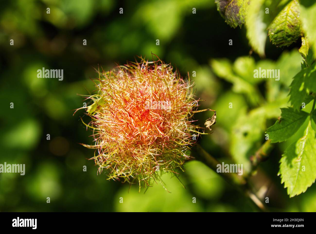 Coussin de broche de Robins, Galle de bedeguar rose, sur un buisson de rose de chien. Banque D'Images