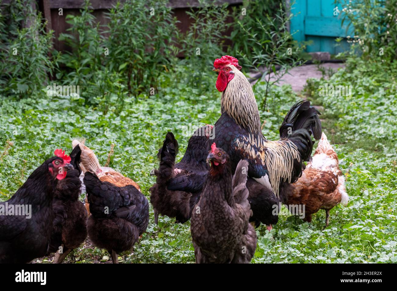 Les coq et les poulets marchent sur l'herbe dans la cour de la maison en été Banque D'Images