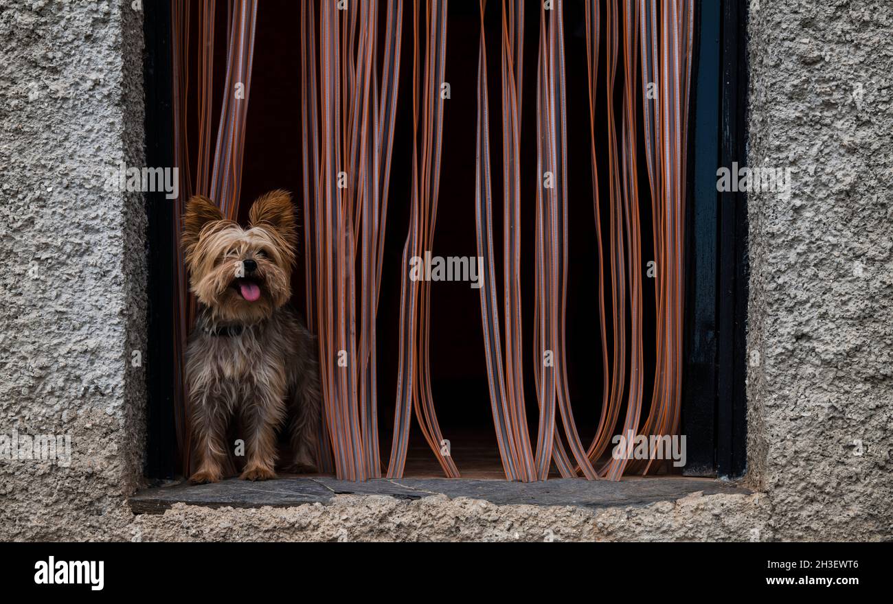 Portrait du petit chien sur la porte avec rideau Banque D'Images