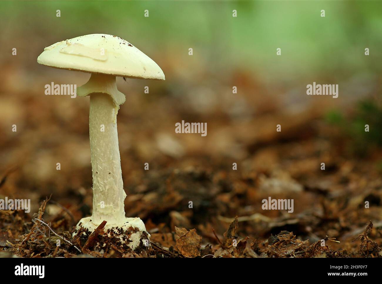 Amanita citrina - Gelber KnollenblÃ¤tterpilz Banque D'Images